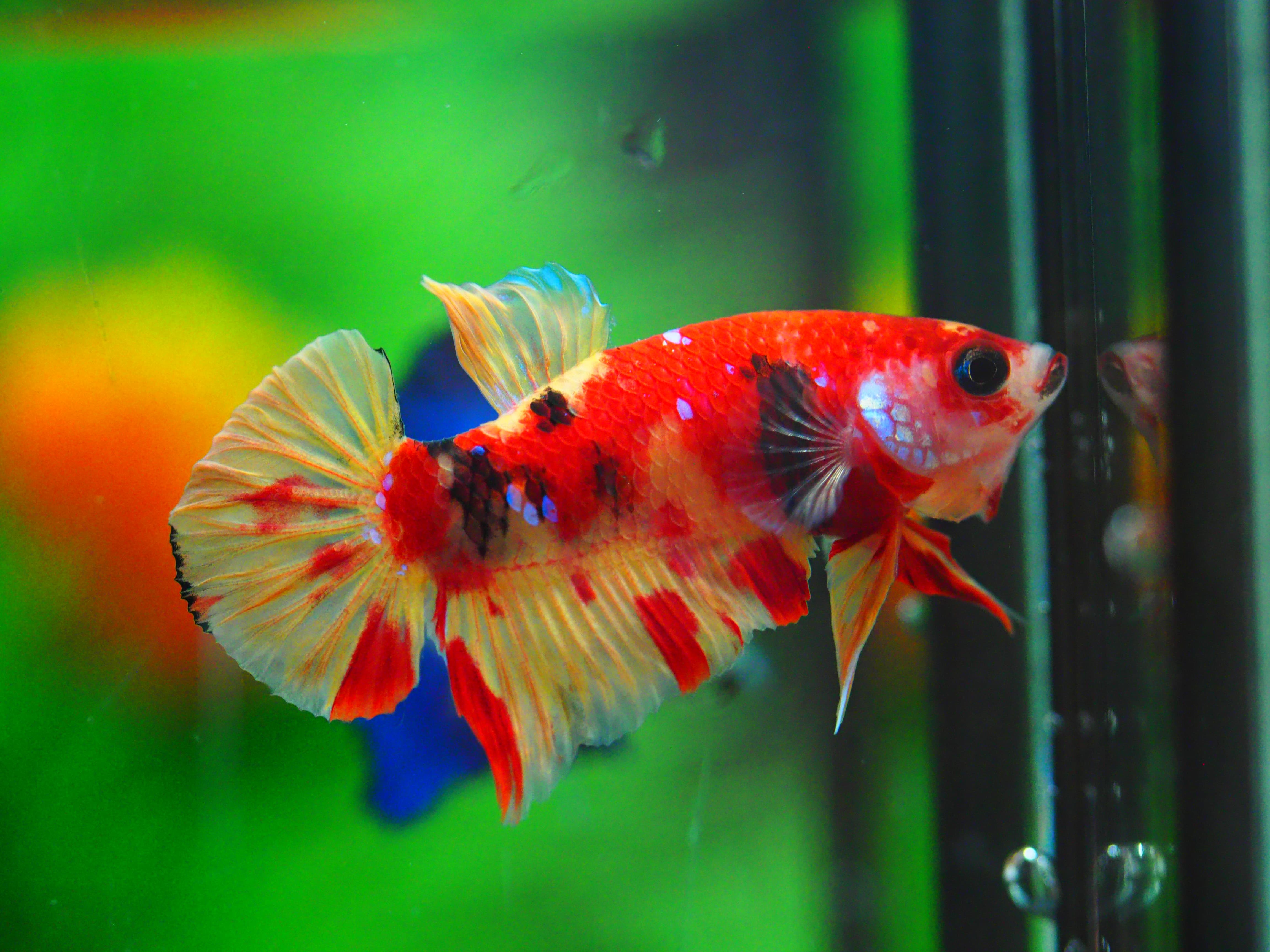 HMPK NEMO MALE GRADE A +++ ปลาเด็ก