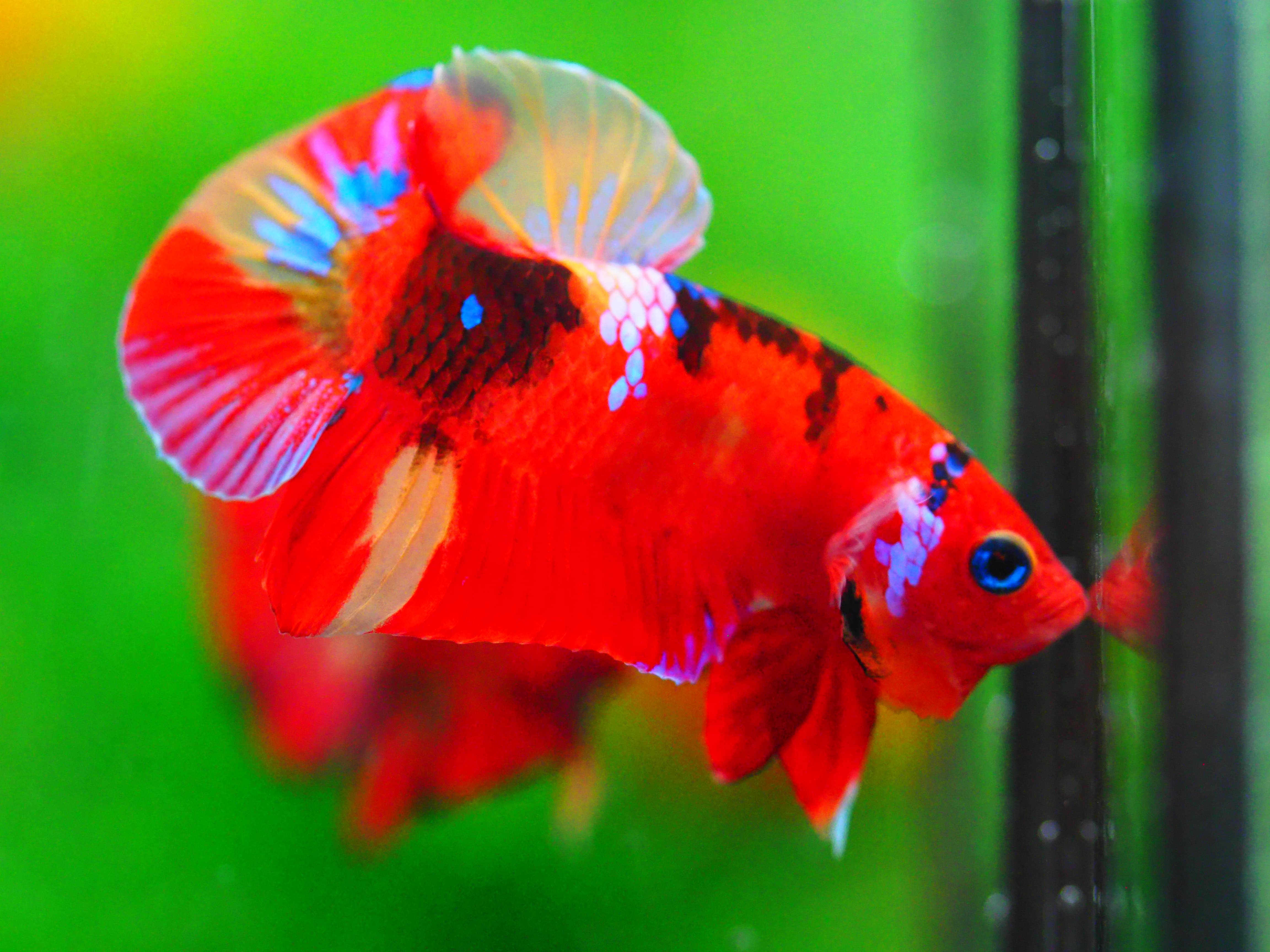 HMPK NEMO GALAXY MALE GRADE A +++