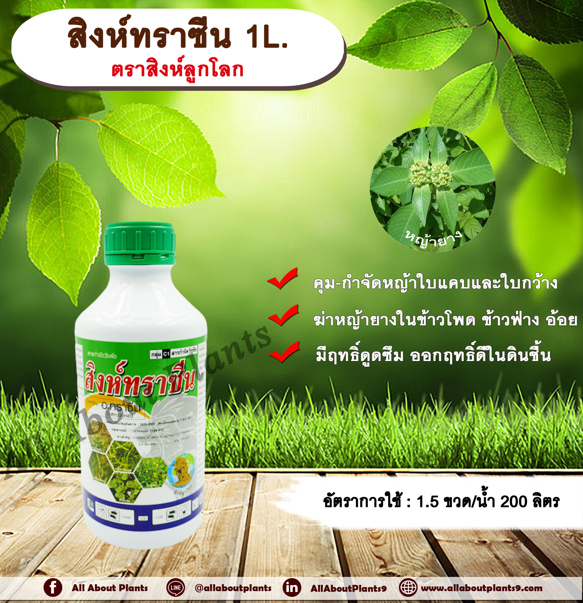 สิงห์ทราซีน 1L. ตราสิงห์ลูกโลก อาทราซีน อะทราซีน สารคุมและกำจัดวัชพืช ใบแคบและใบกว้าง แบบดูดซึม ชนิดน้ำ กำจัดหญ้ายาง ในไร่ข้าวโพด ข้าวฟ่าง อ้อย allaboutplants ชิ้น