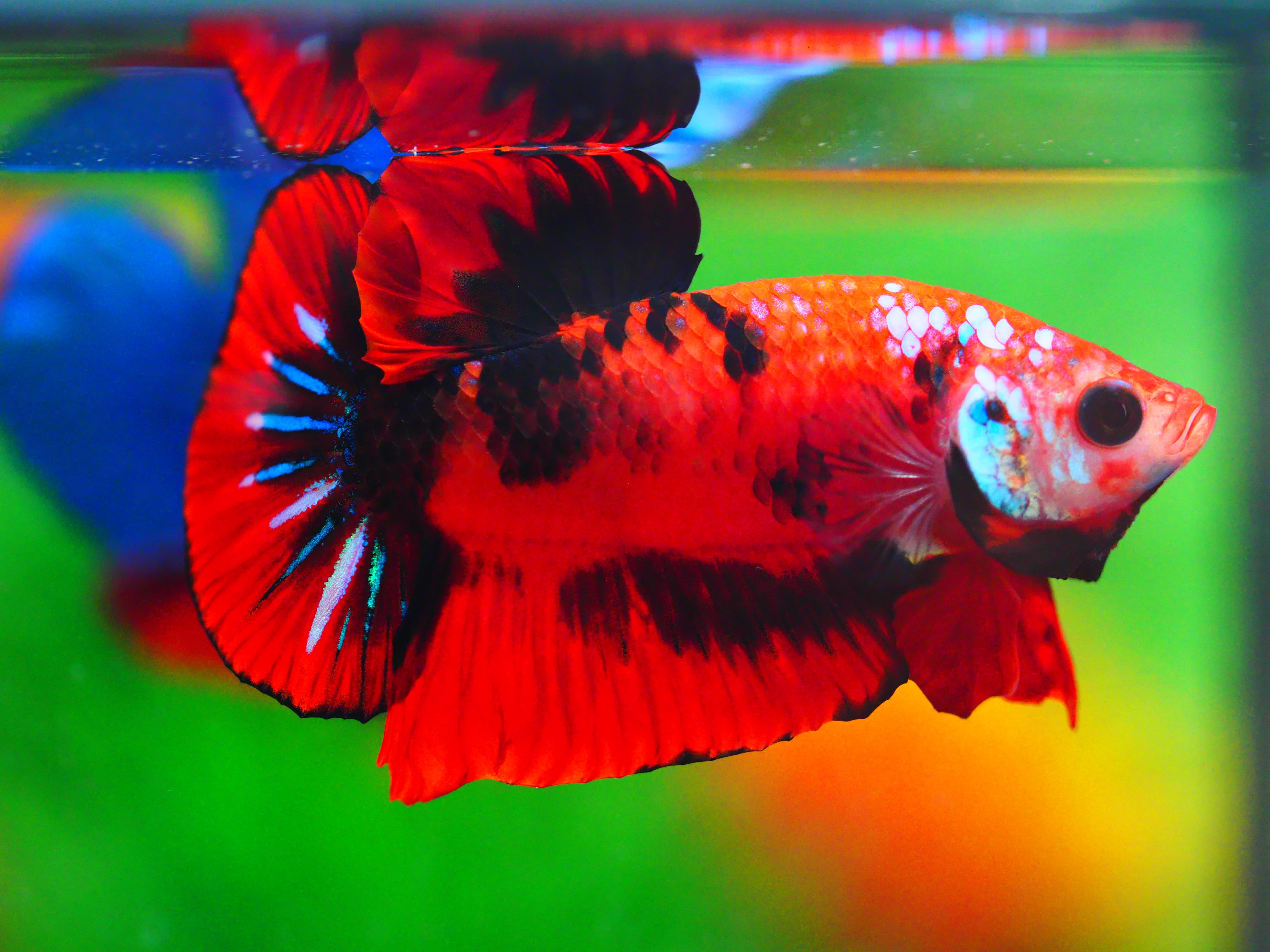 HMPK KOI GALAXY MALE GRADE A +++