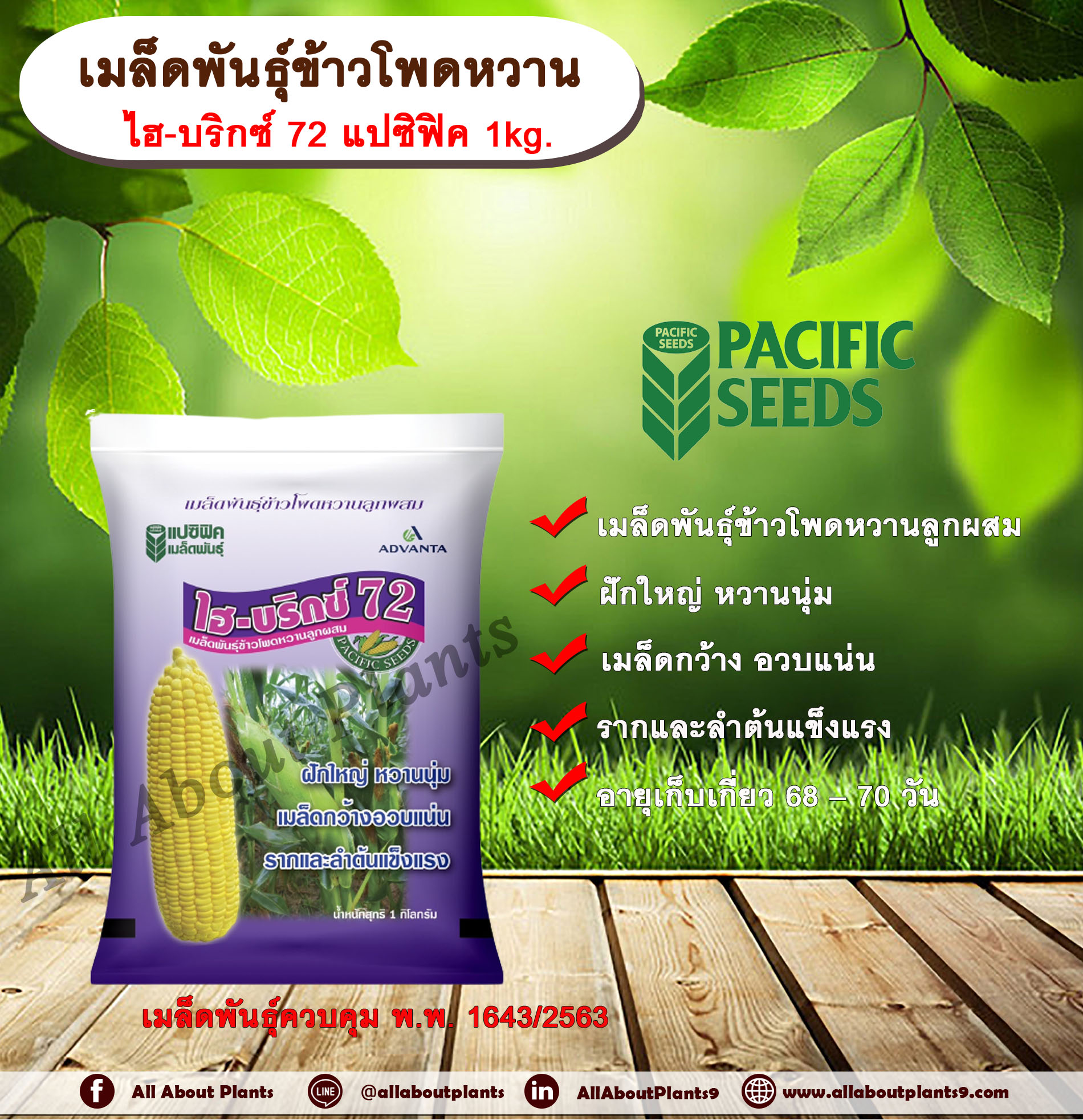 เมล็ดพันธุ์ข้าวโพดหวาน ไฮบริกซ์ 72 แปซิฟิค 1 kg. เมล็ดพันธุ์ เมล็ดพันธุ์ข้าวโพด ข้าวโพดหวาน ข้าวโพดไฮบริกซ์72 พันธุ์ใหม่ เมล็ดพันธุ์ข้าวโพดแปซิฟิค ฝักใหญ่ หวาน นุ่ม เมล็ดกว้าง อวบ แน่น ราก และลำต้นแข็งแรง ปลูกได้ตลอดปี ถุง