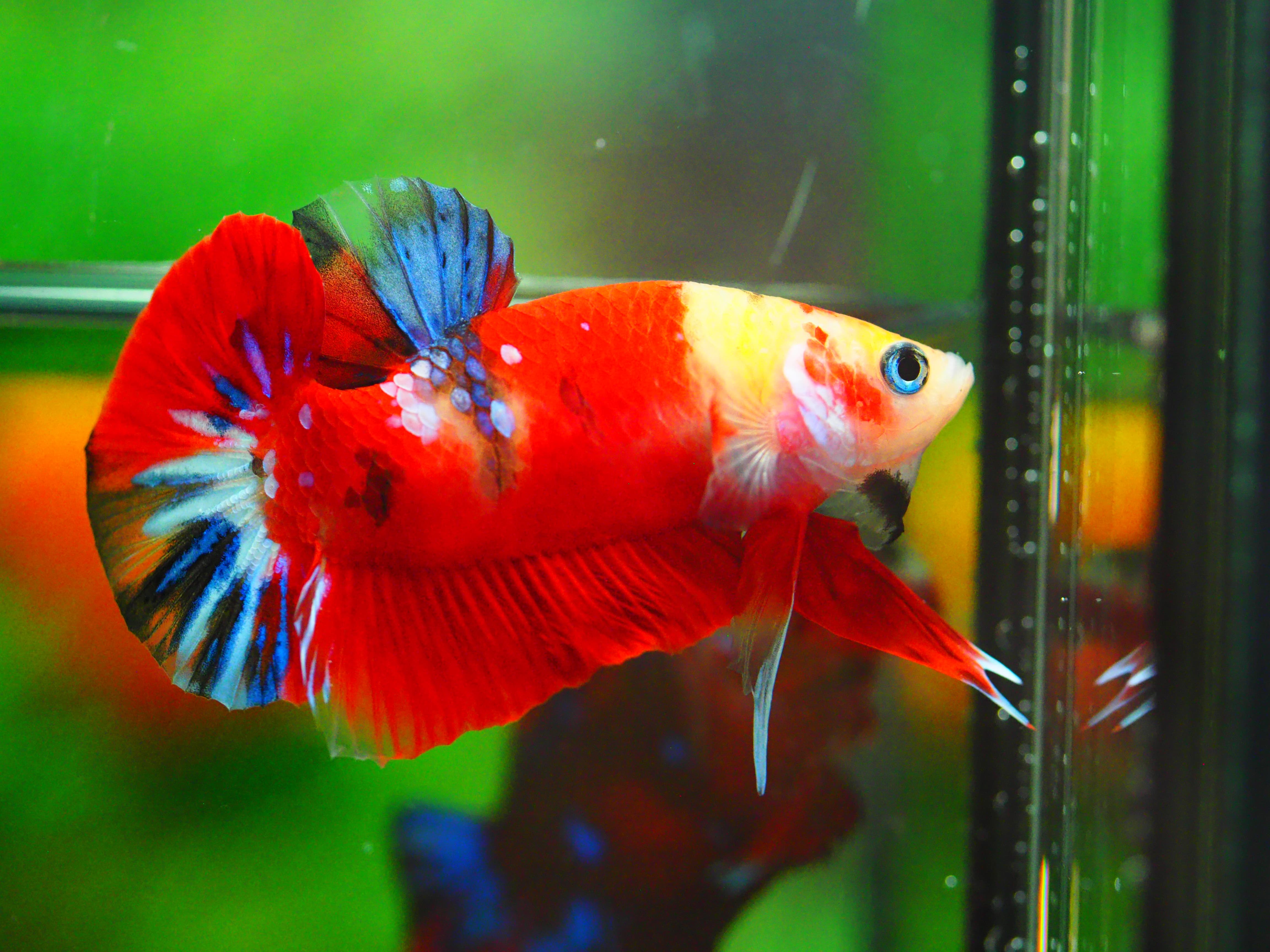 HMPK NEMO GALAXY MALE GRADE A +++