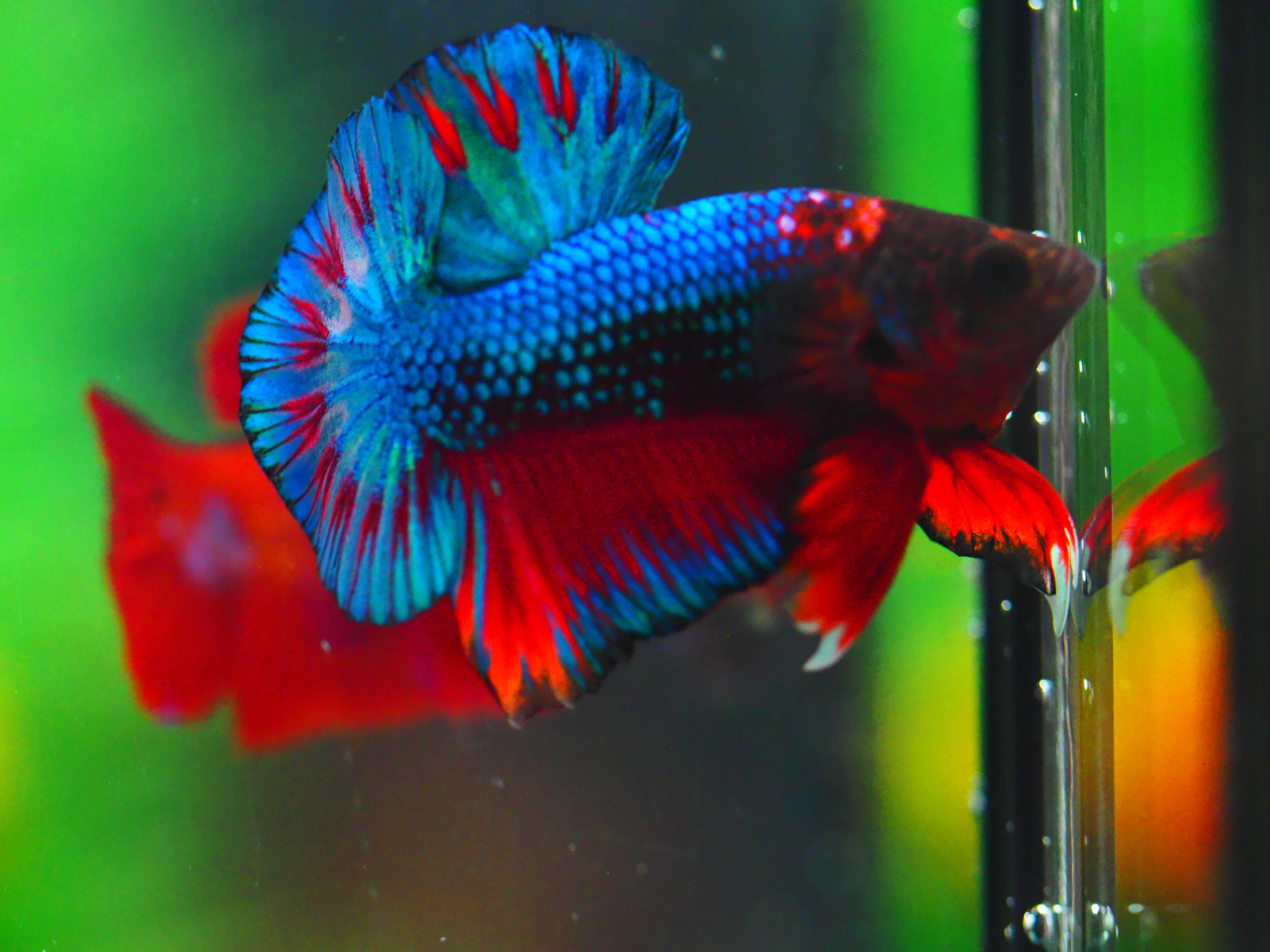 HMPK FANCY MALE GRADE A +++