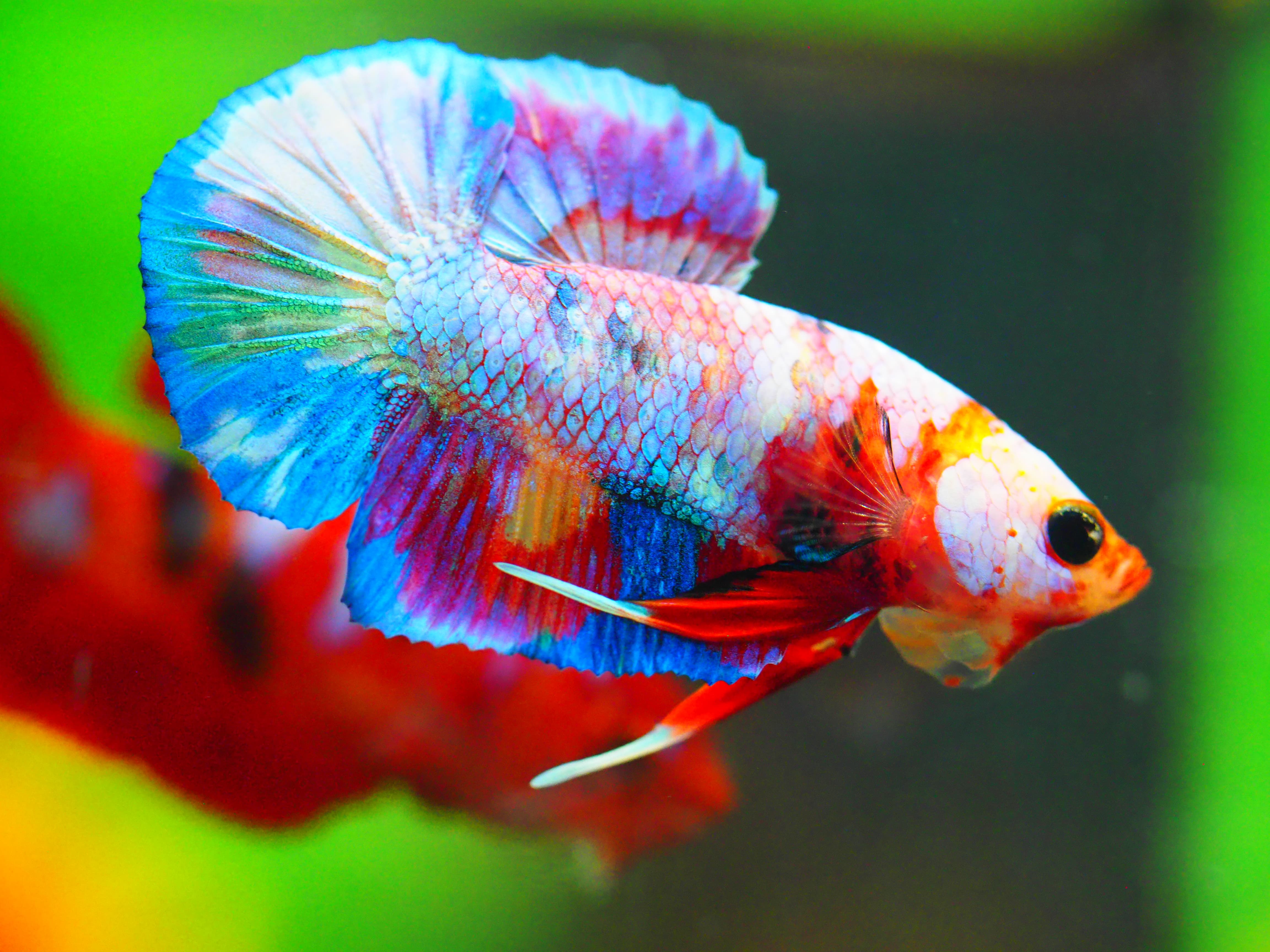 HMPK NEMO GALAXY MALE GRADE A +++