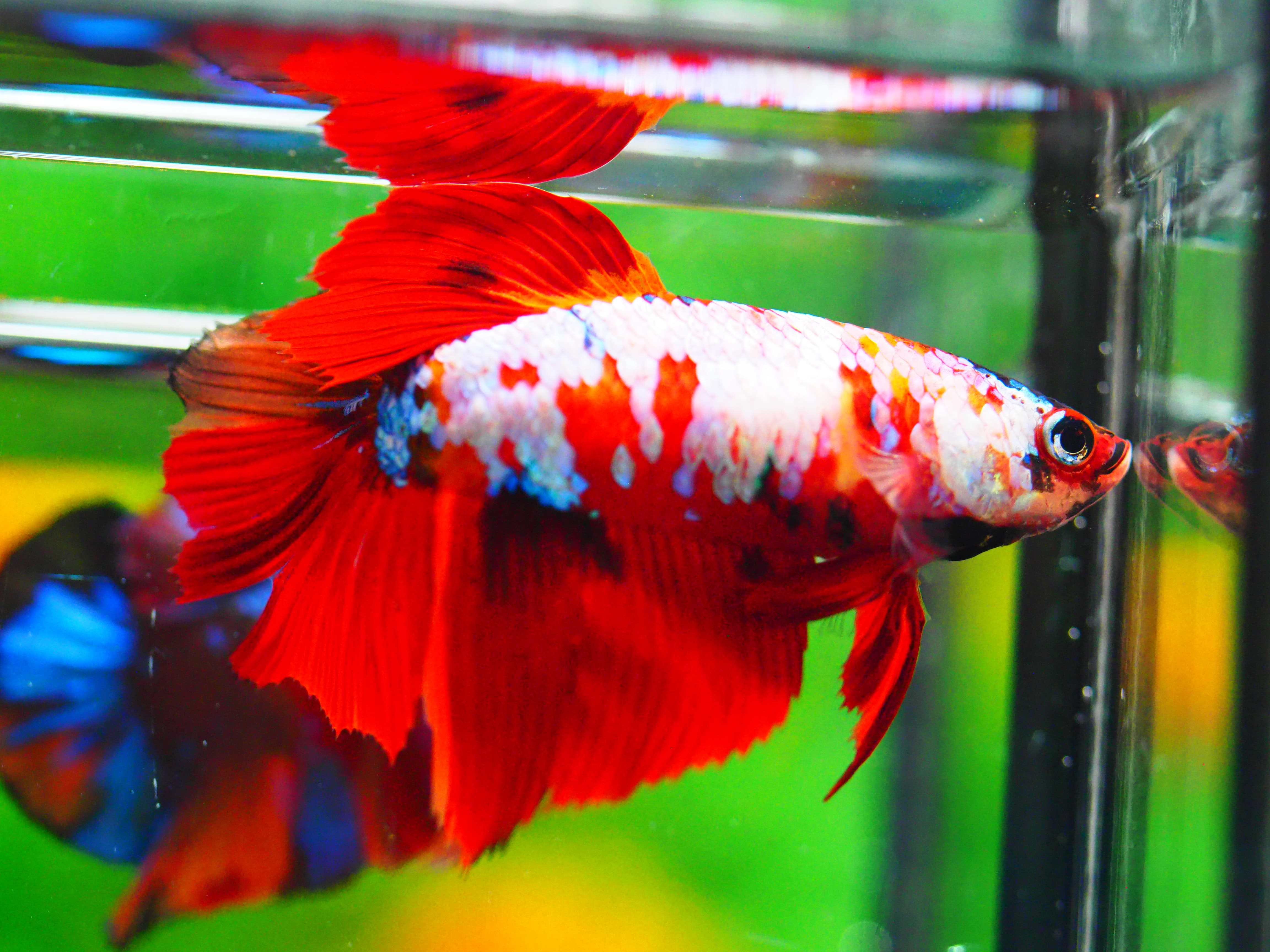 HM NEMO GALAXY FNMALE GRADE A +++