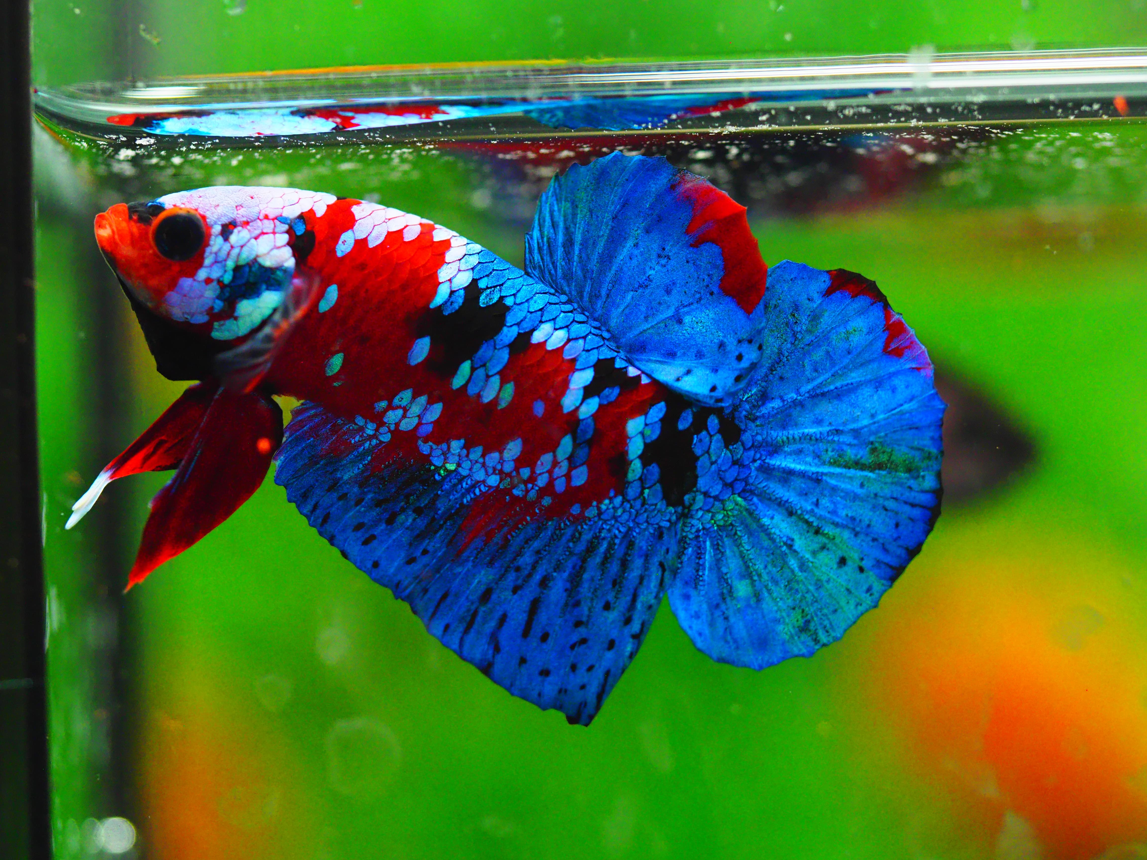 HMPK KOI GALAXY MALE GRADE A +++