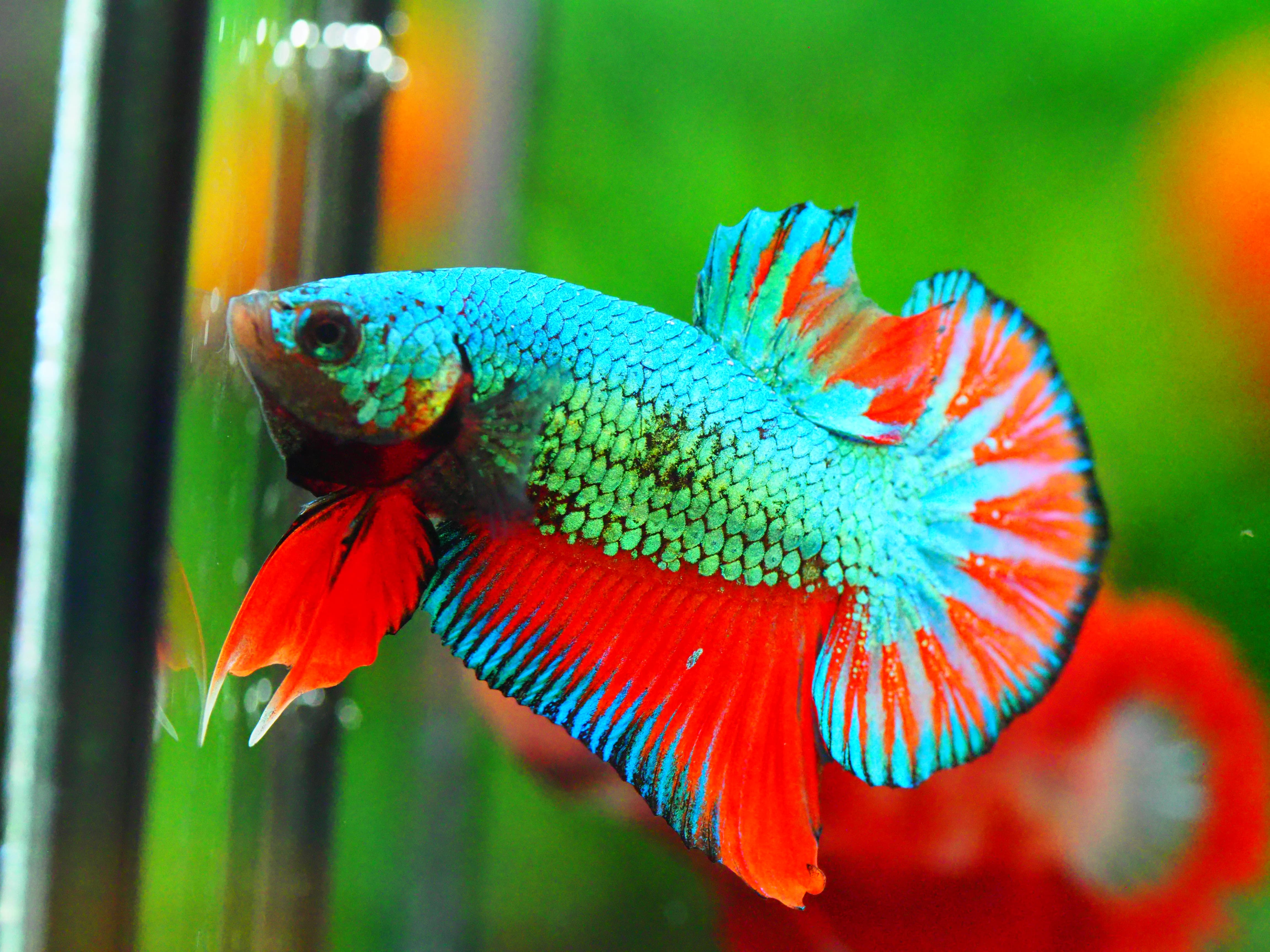 HMPK FANCY MALE GRADE A +++