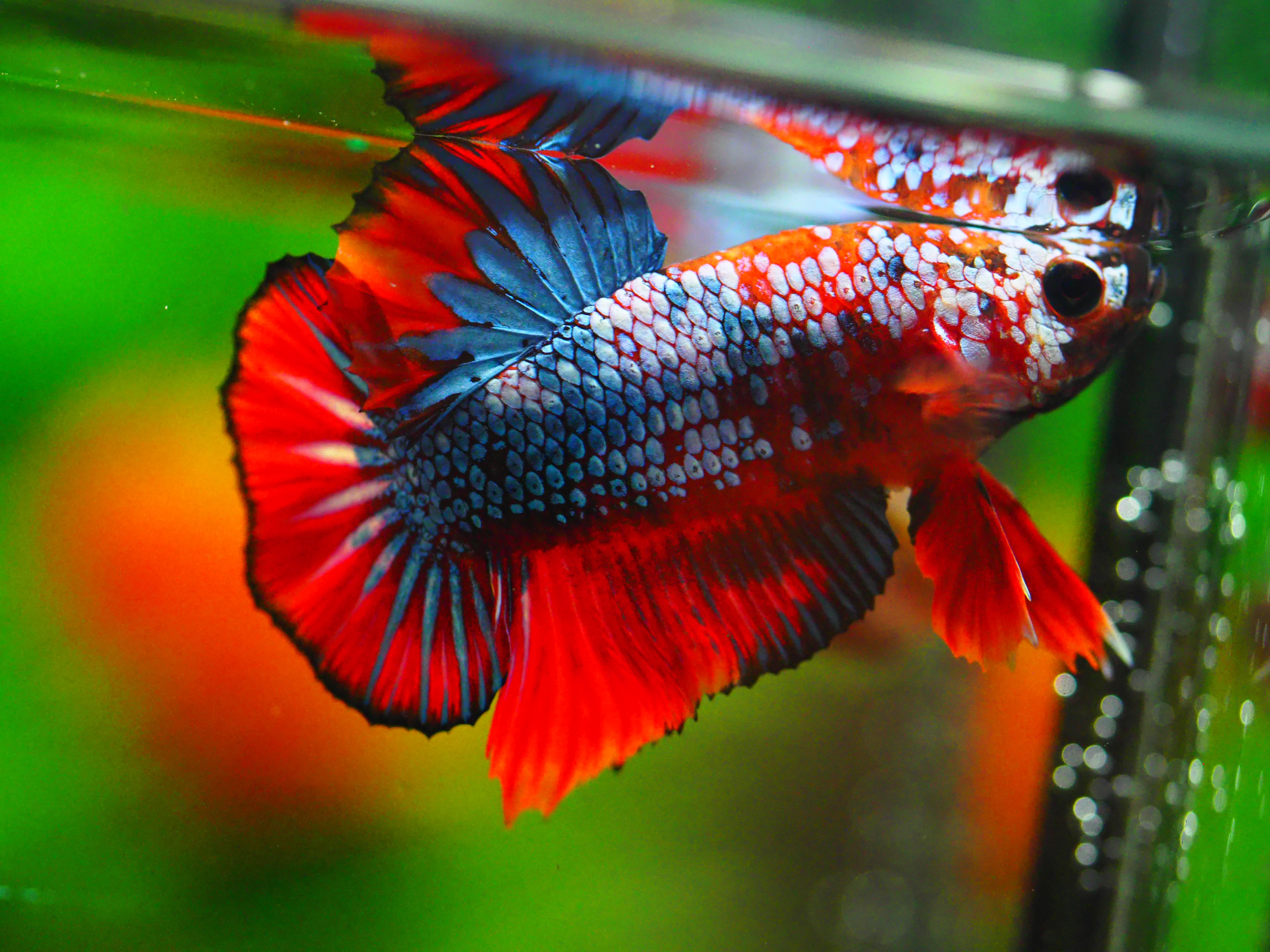 HMPK FANCY MALE GRADE A +++