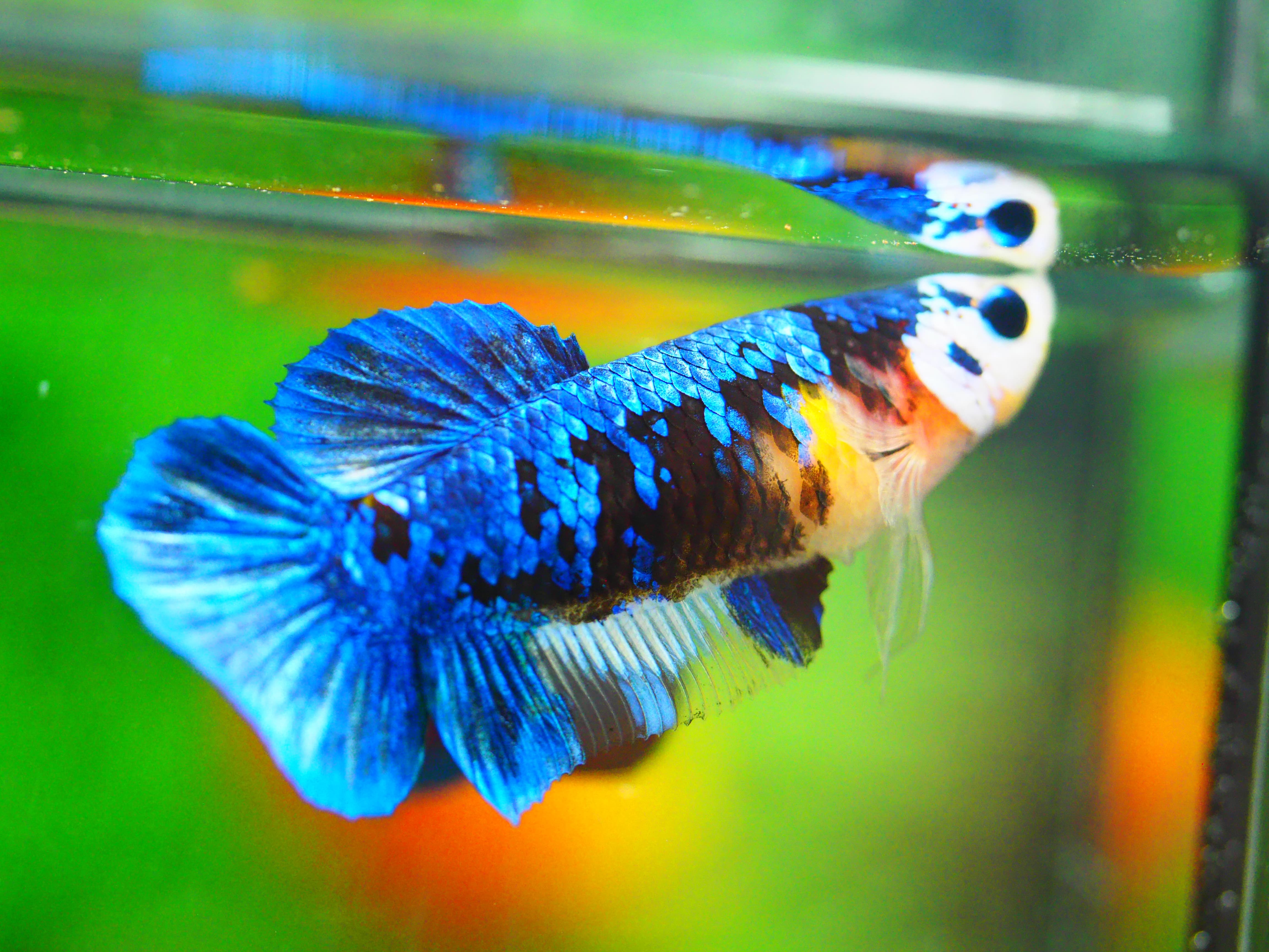 HMPK KOI GALAXY FNMALE GRADE A +++