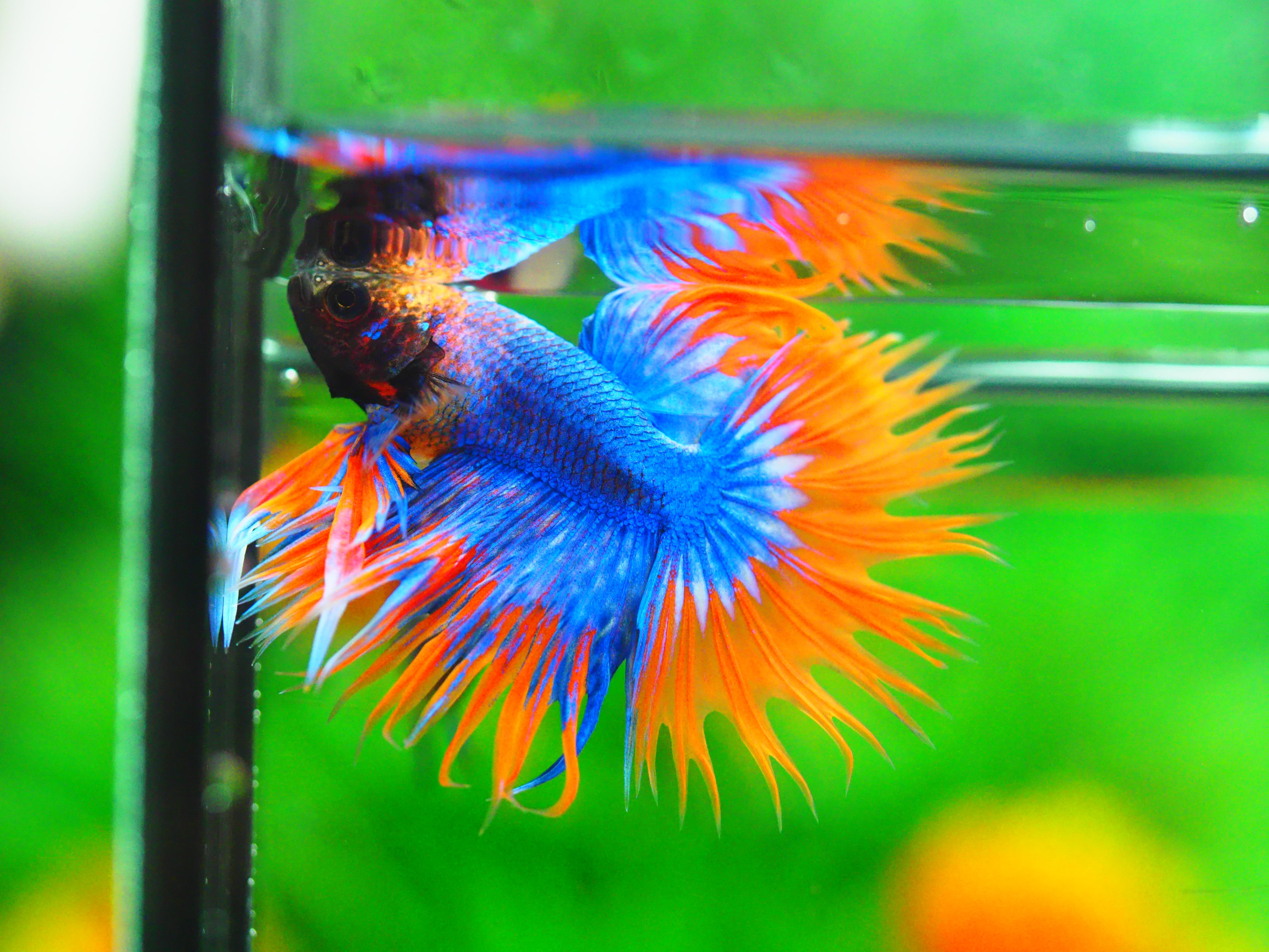 CT FANCY MALE
