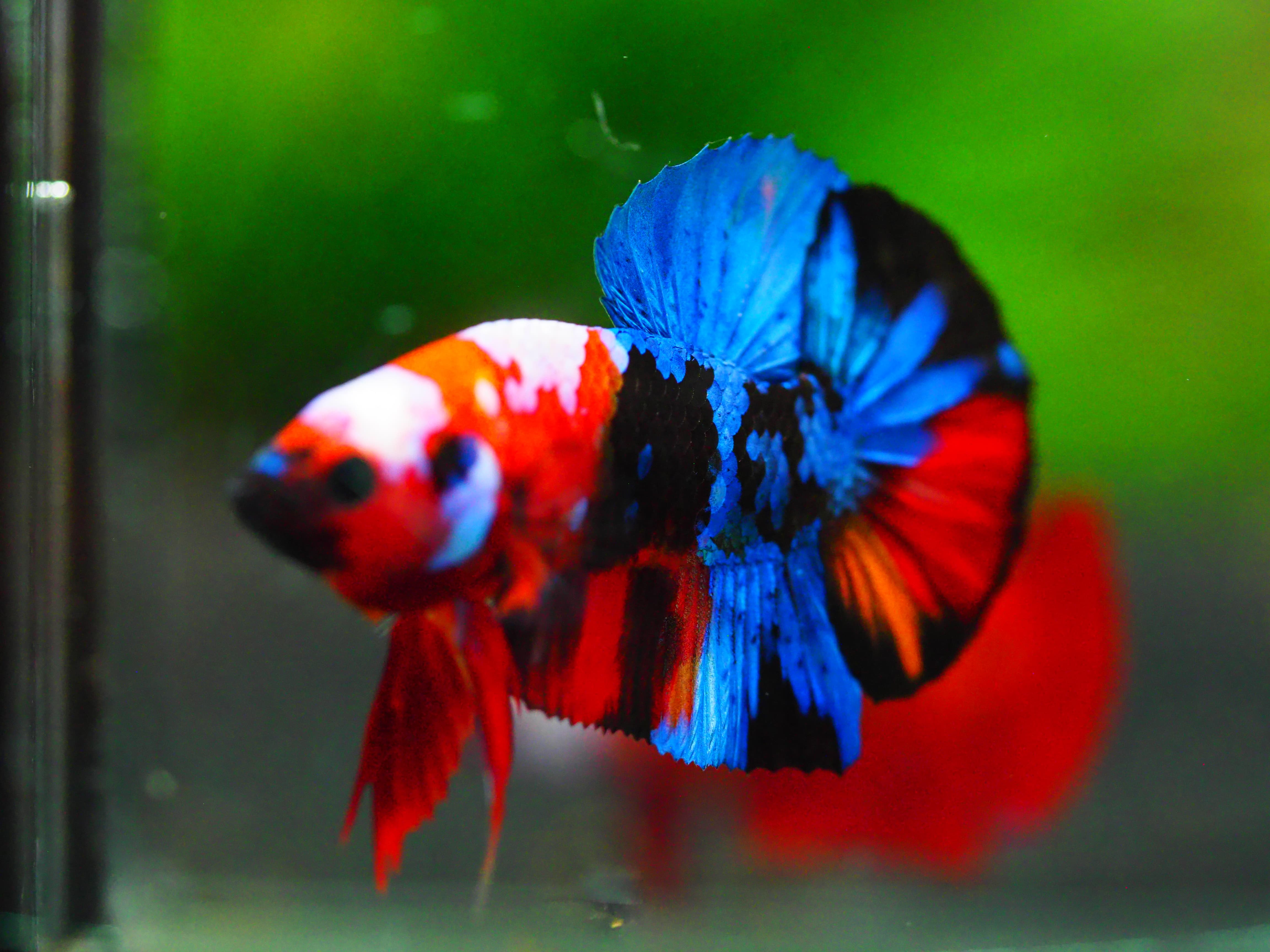 HMPK KIO GALAXY MALE GRADE A +++