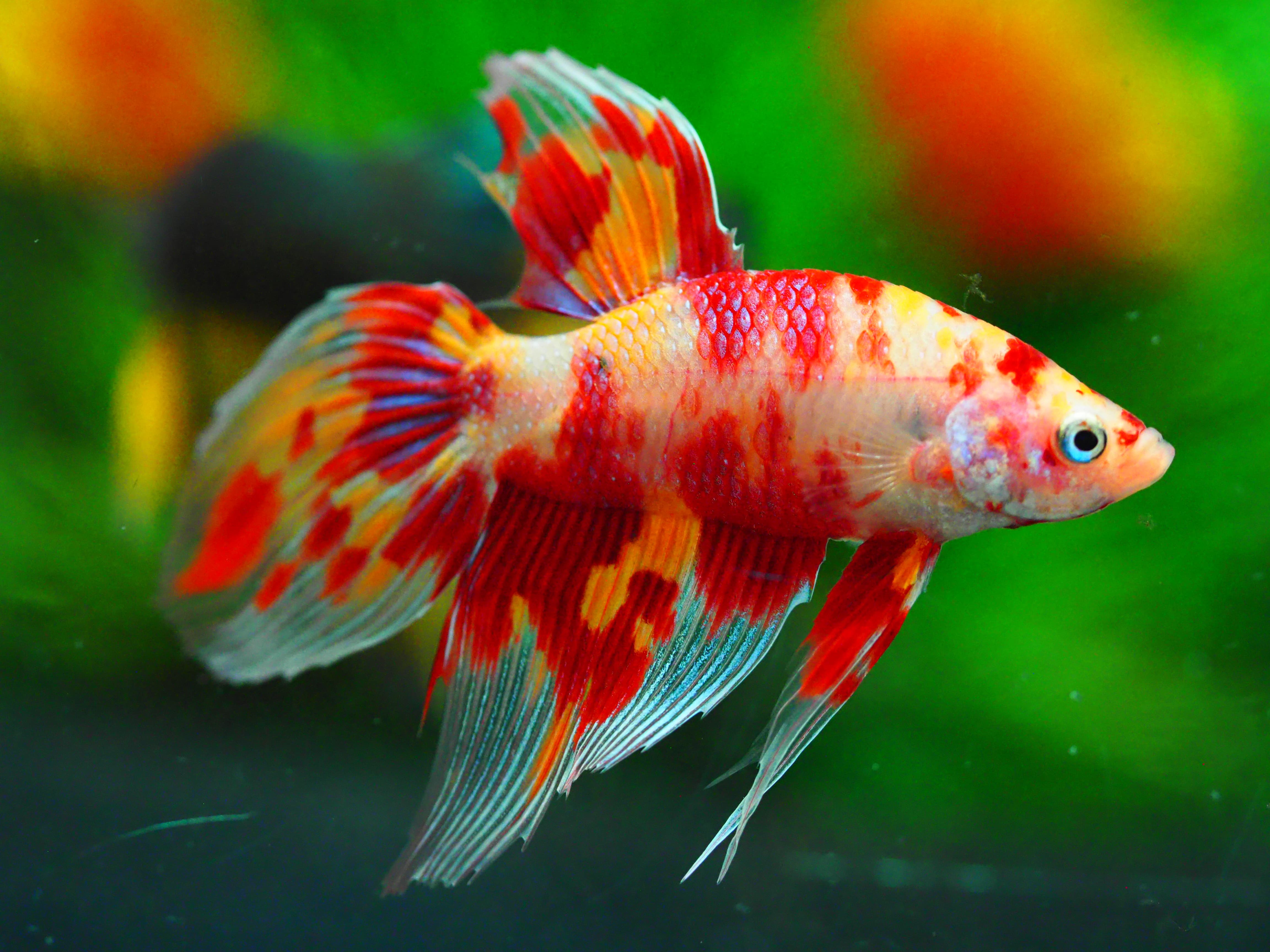 VT NEMO MALE GRADE A +++