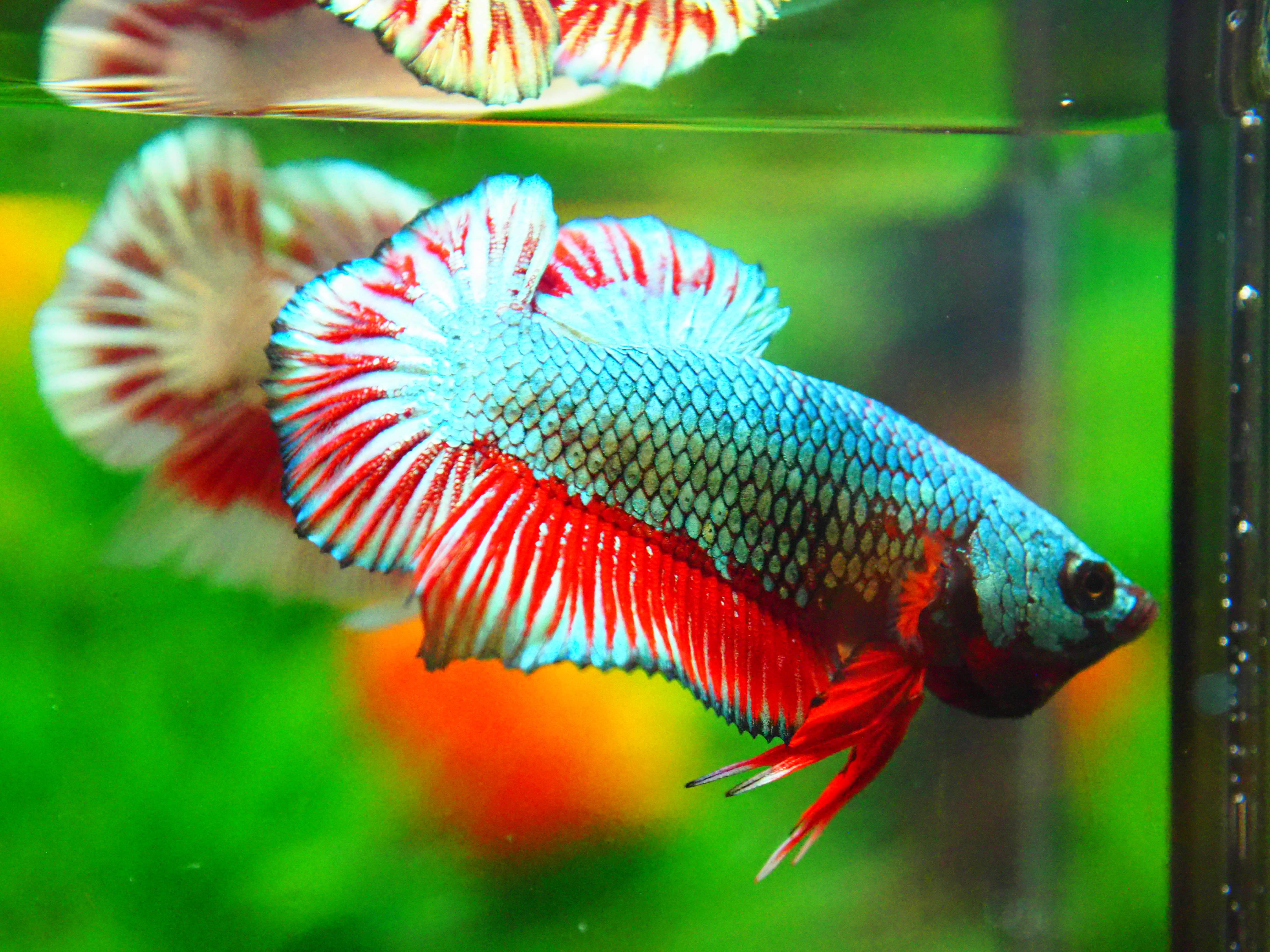 HMPK COPPER FANCY MALE GRADE A +++