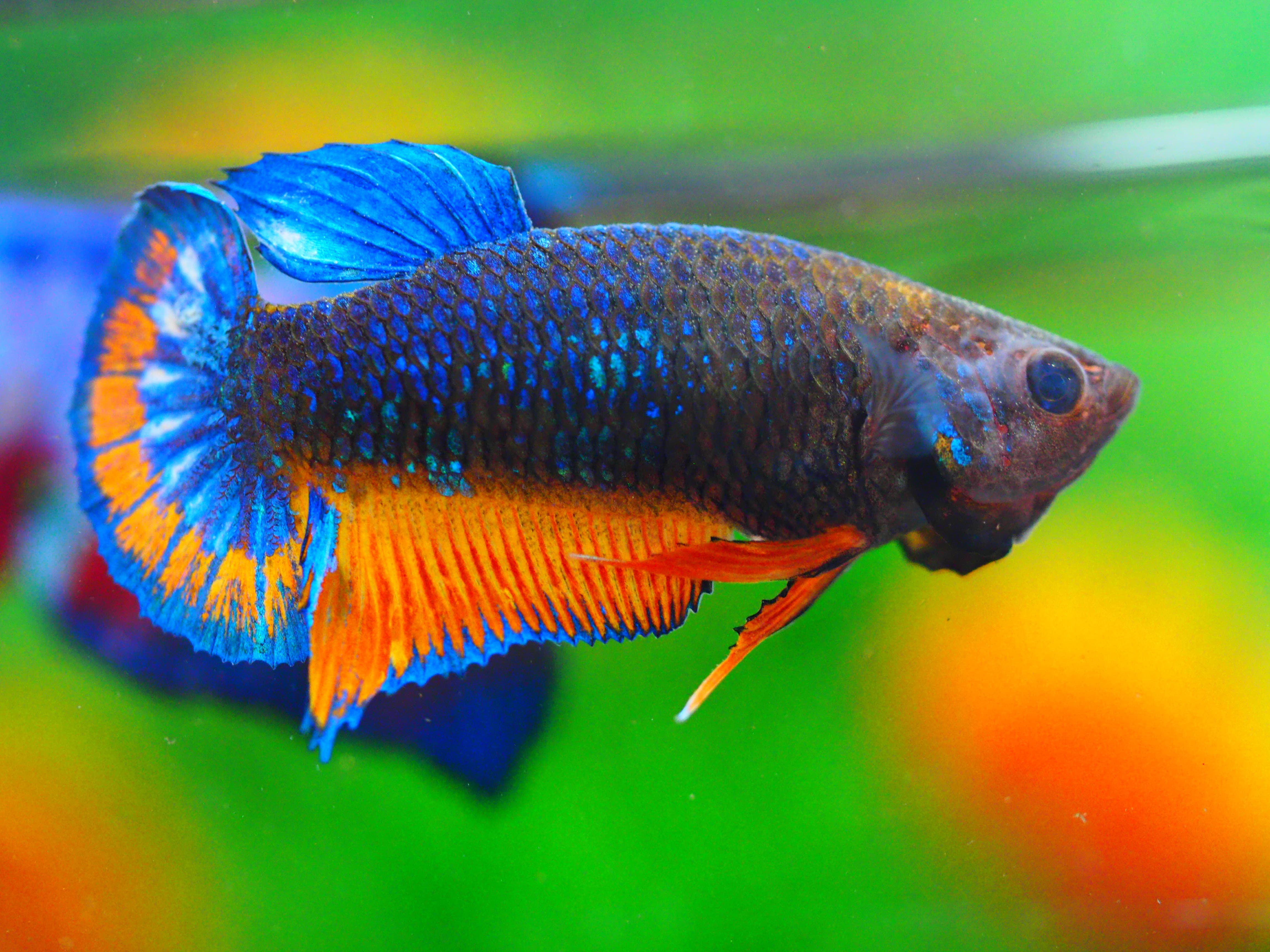 HMPK FANCY FNMALE GRADE A +++