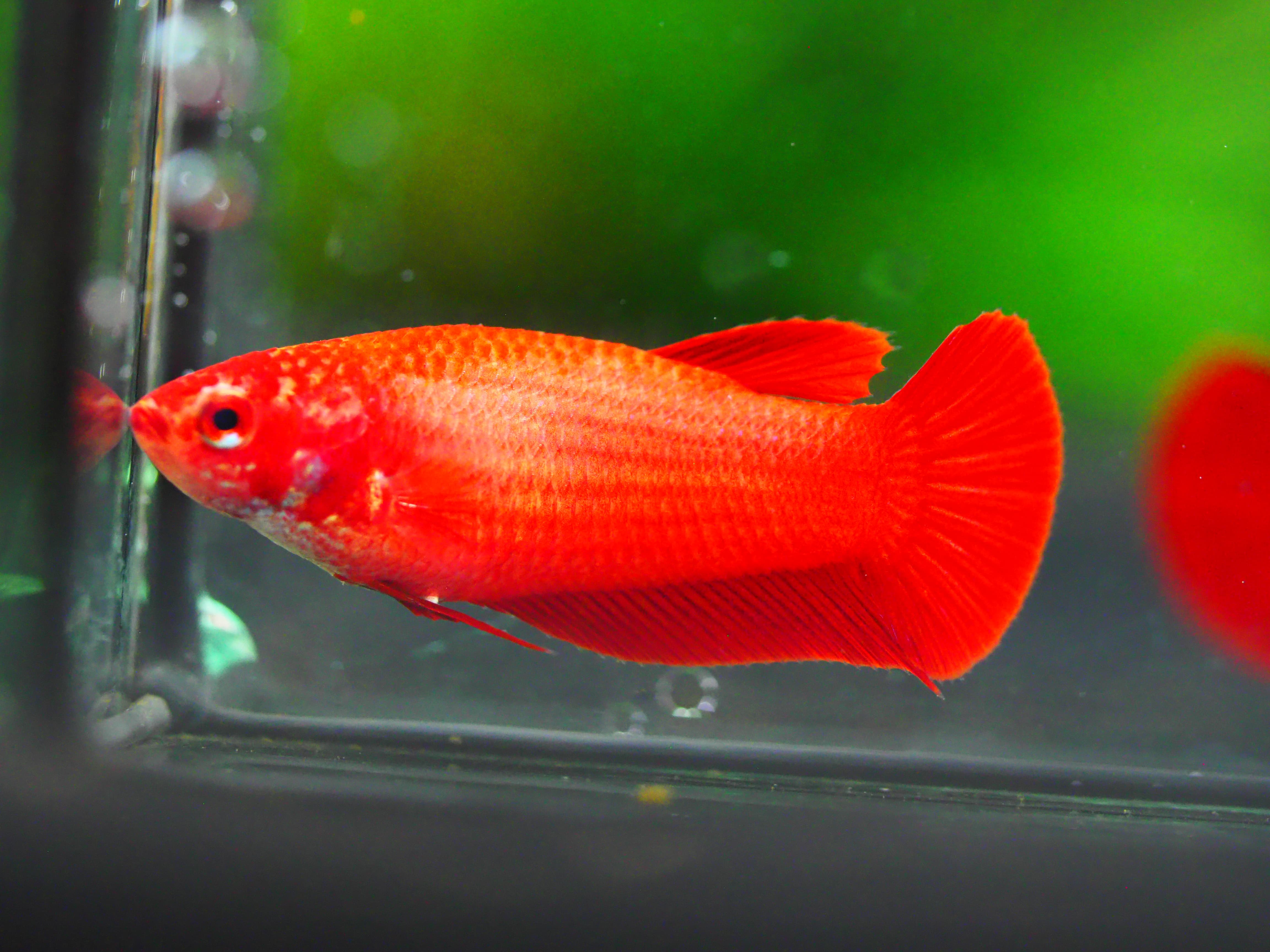 HMPK RED FNMALE GRADE A +++