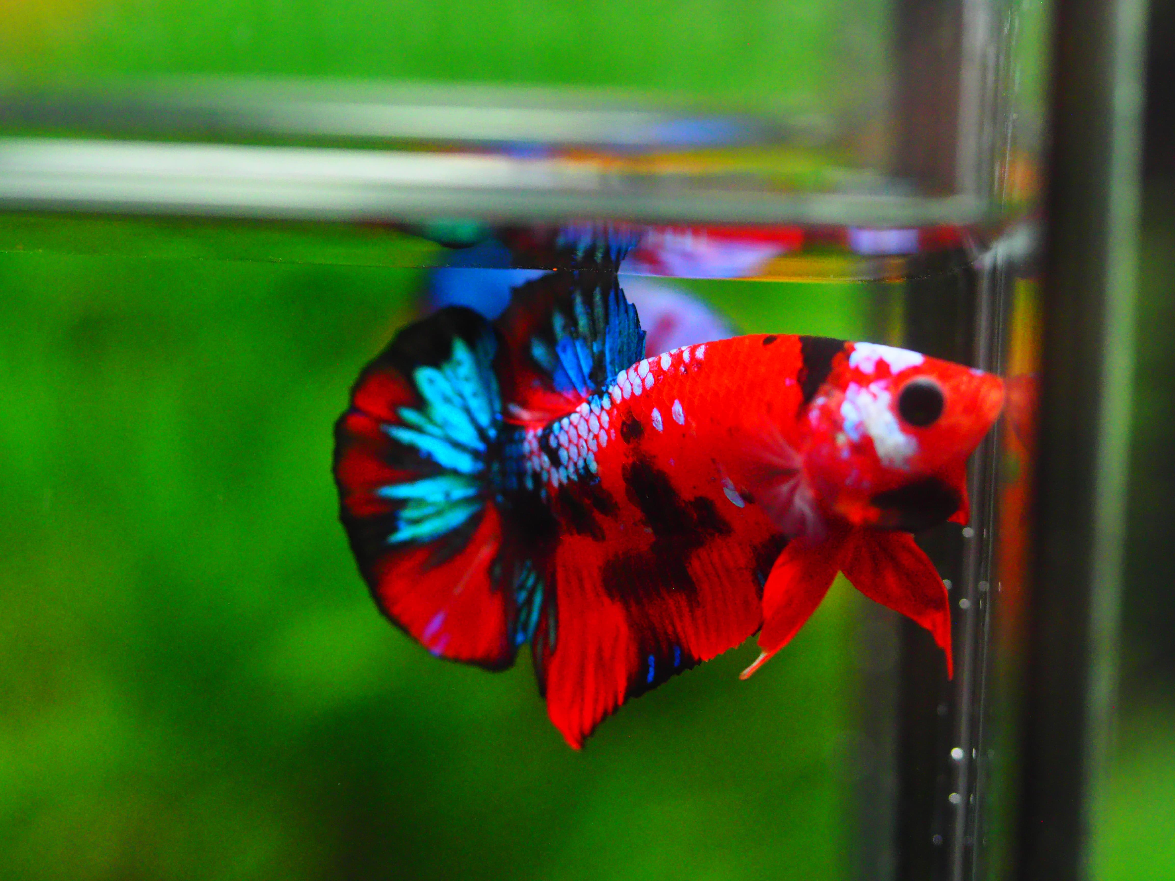 HMPK KOI GALAXY MALE GRADE A +++