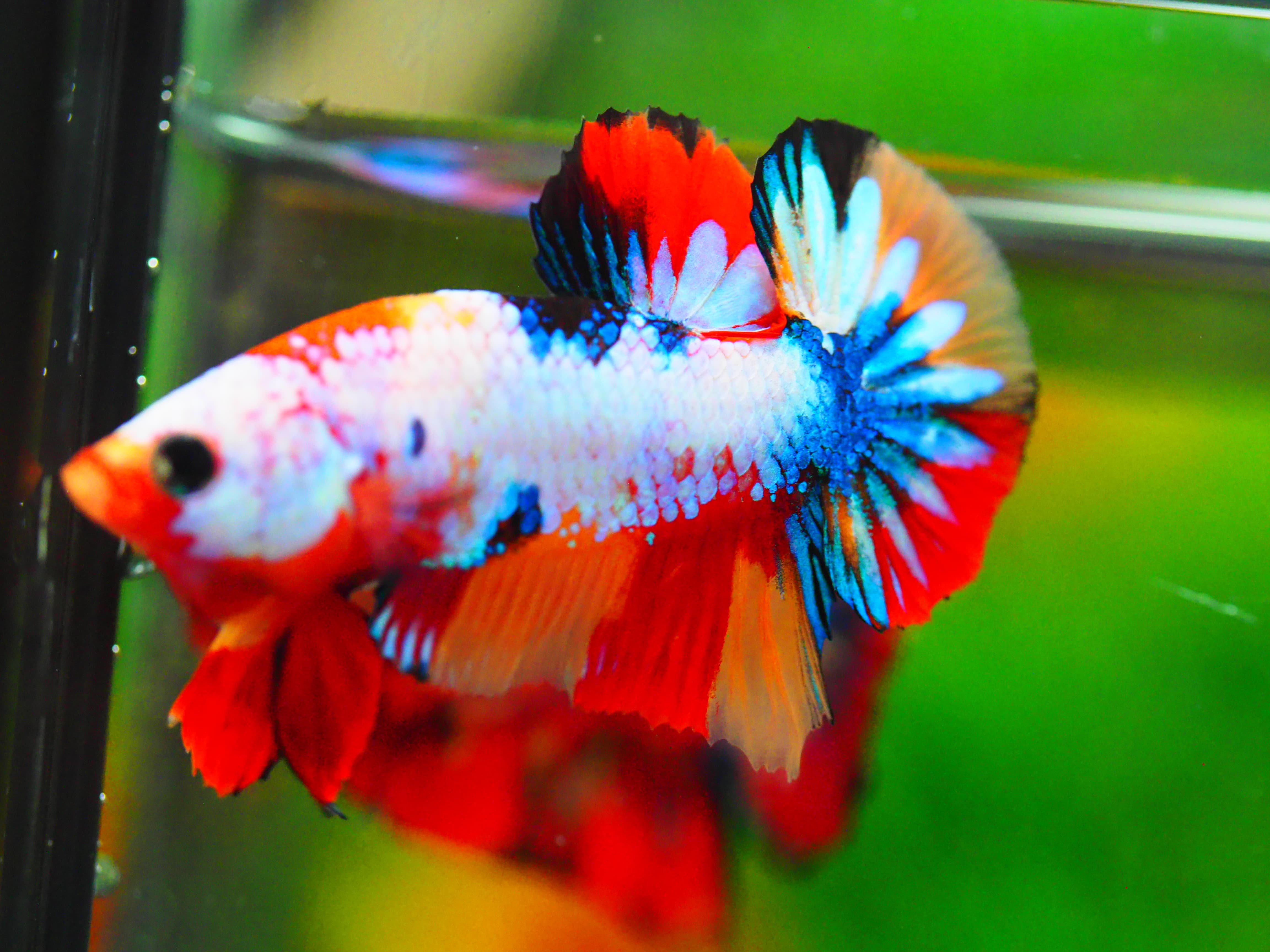 HMPK NEMO GALAXY MALE GRADE A +++