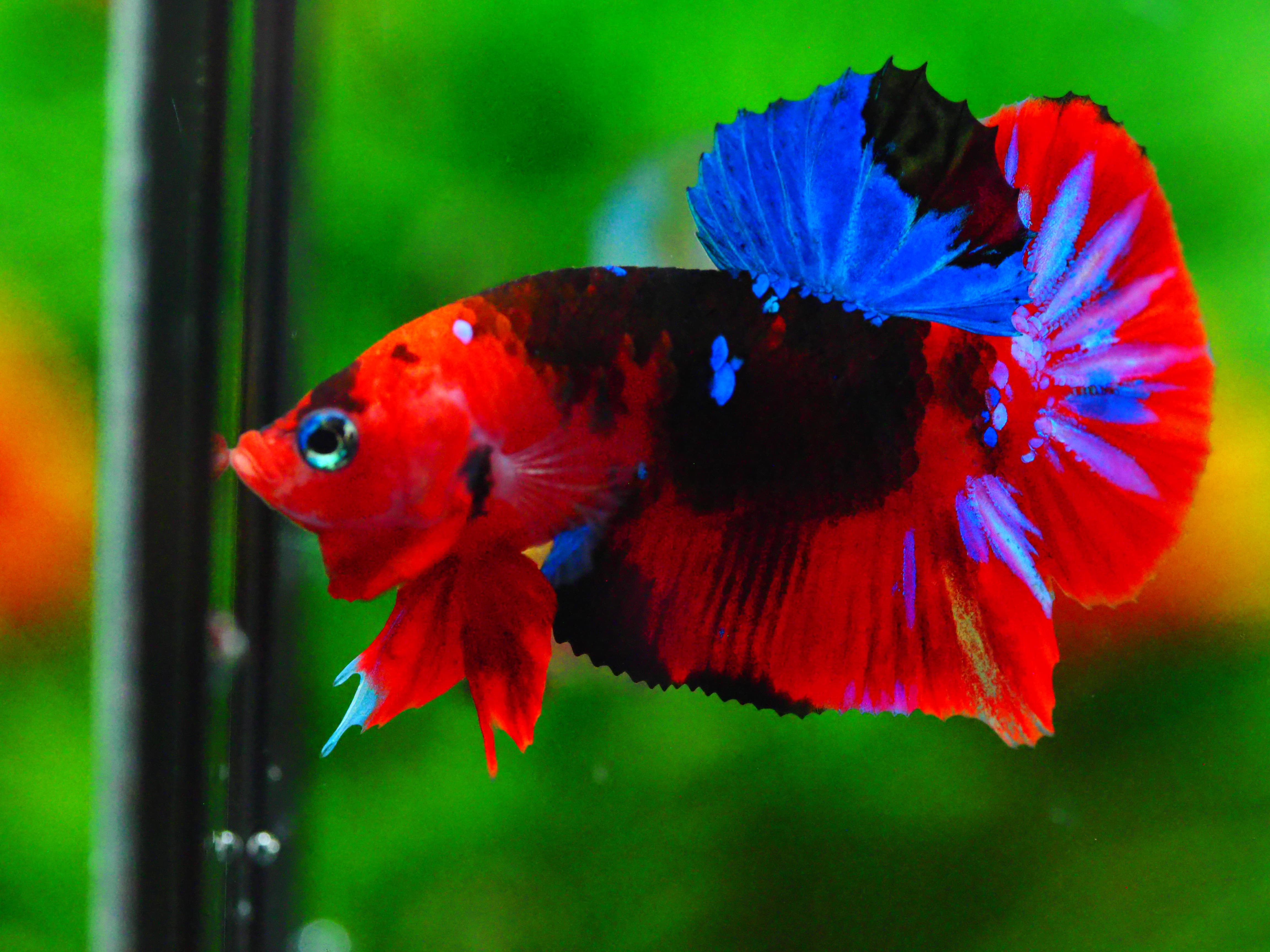 HMPK KOI GALAXY MALE GRADE A +++