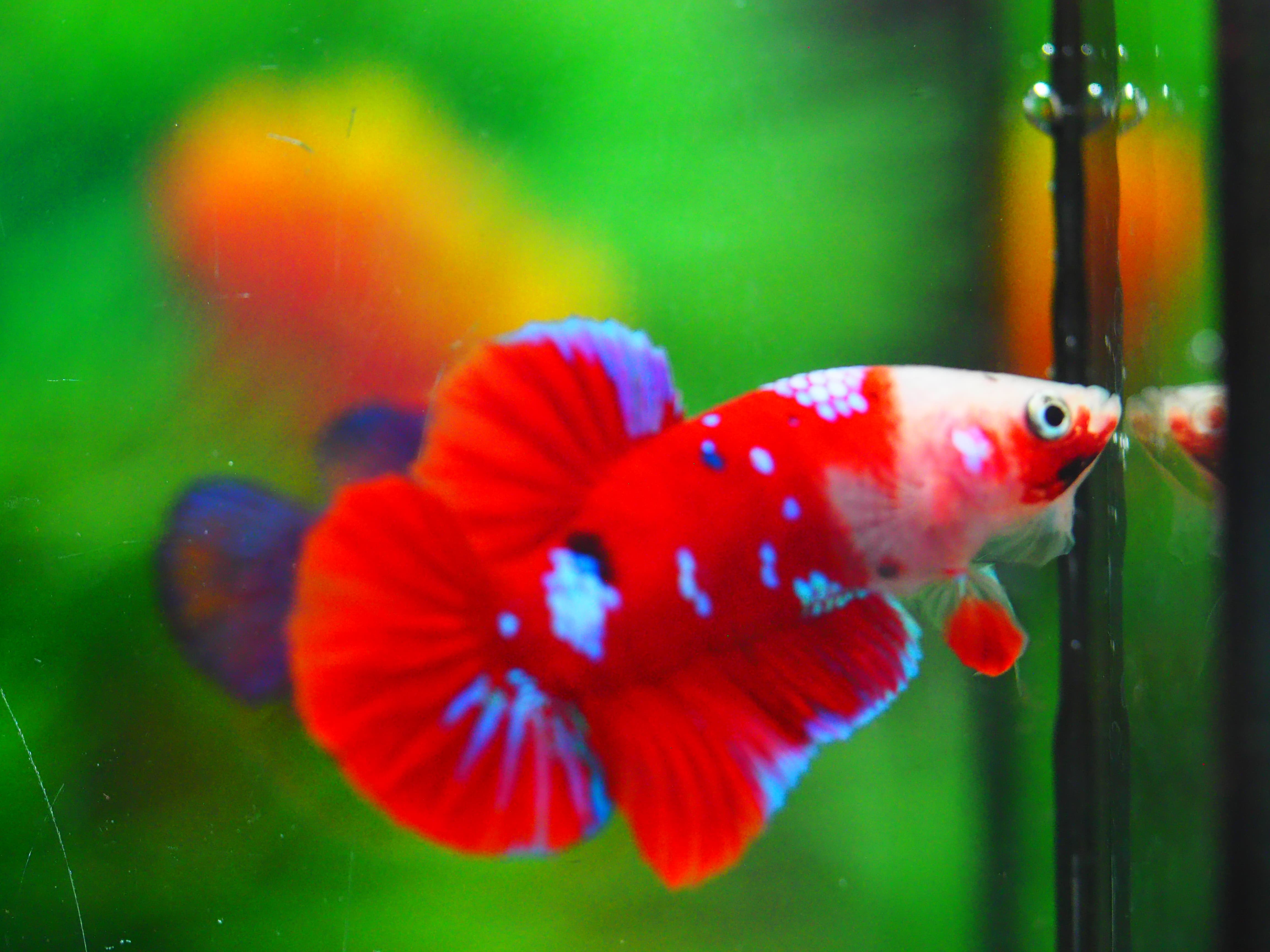 HMPK KOI GALAXY MALE GRADE A+++