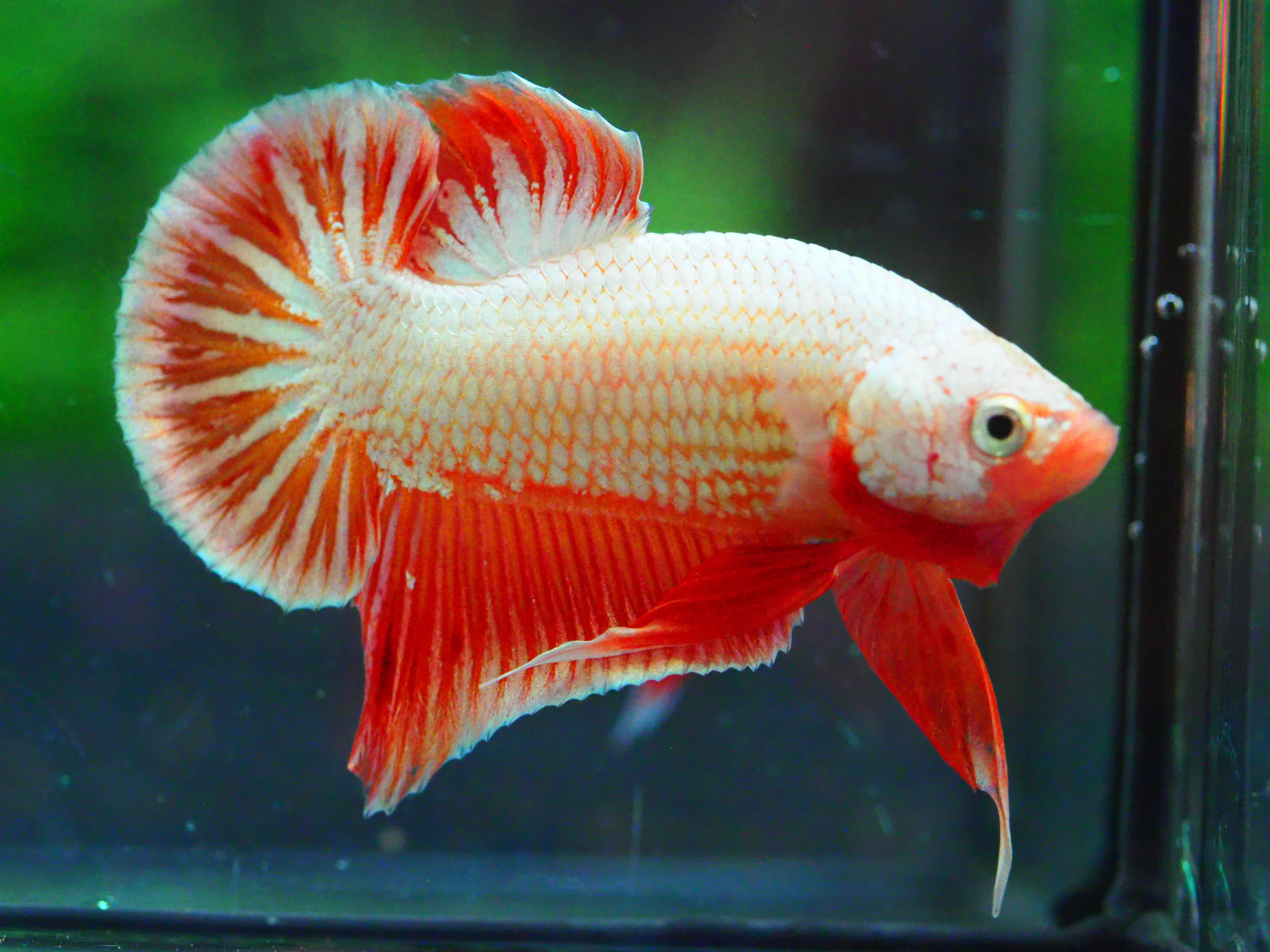 HMPK FANCY MALE GRADE A +++