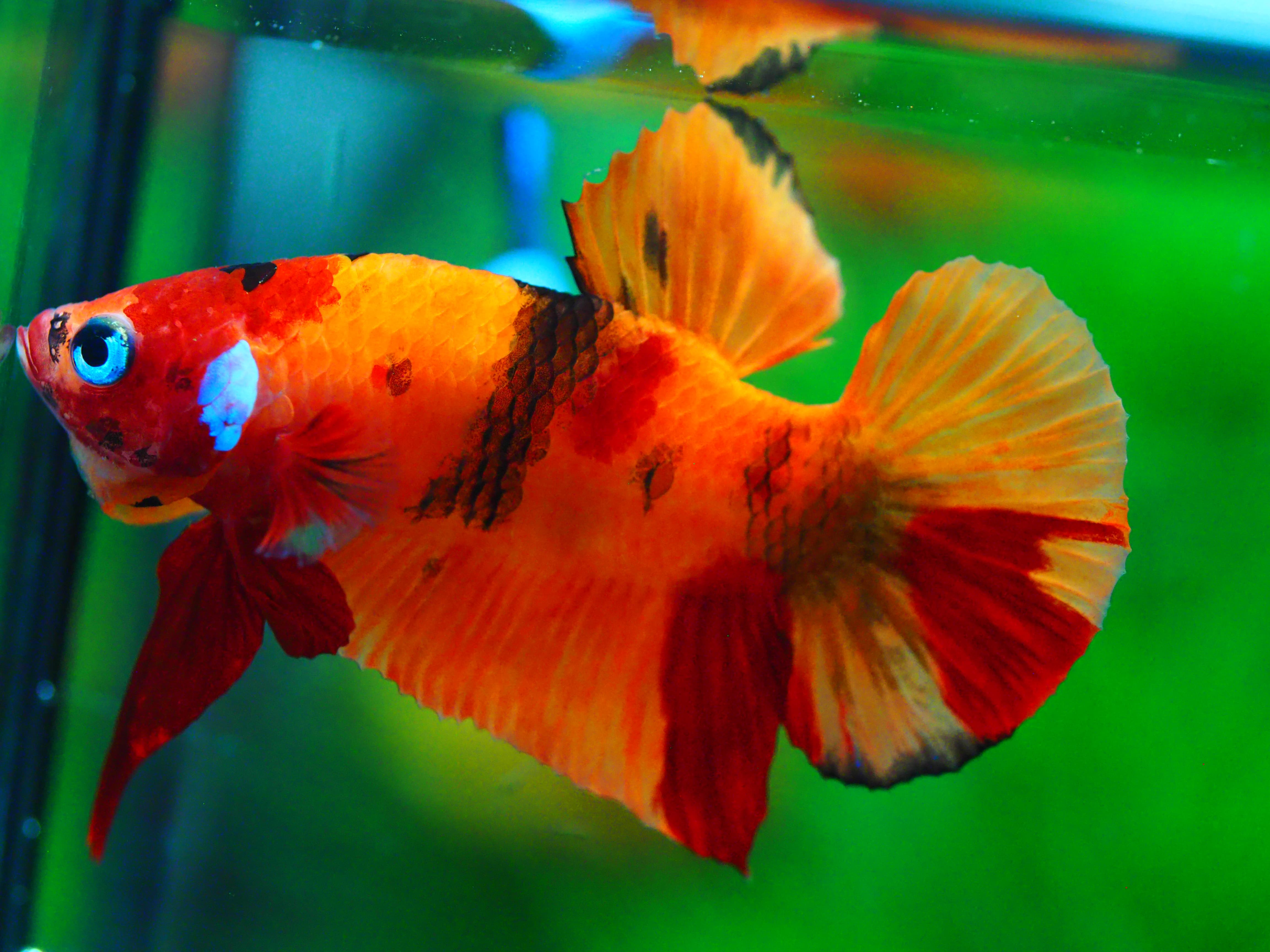 HMPK NEMO MALE GRADE A +++