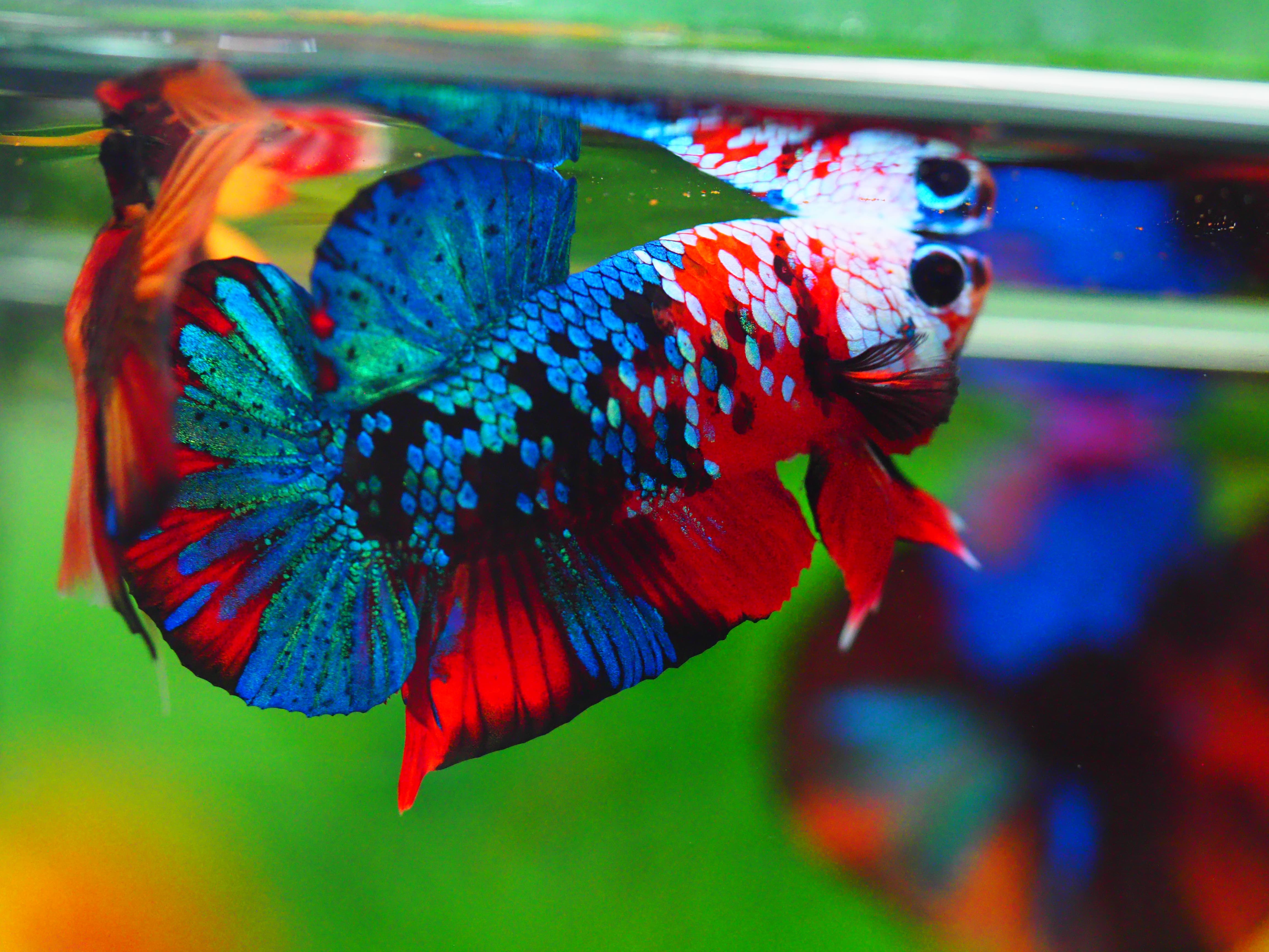 HMPK KOI GALAXY MALE GRADE A +++