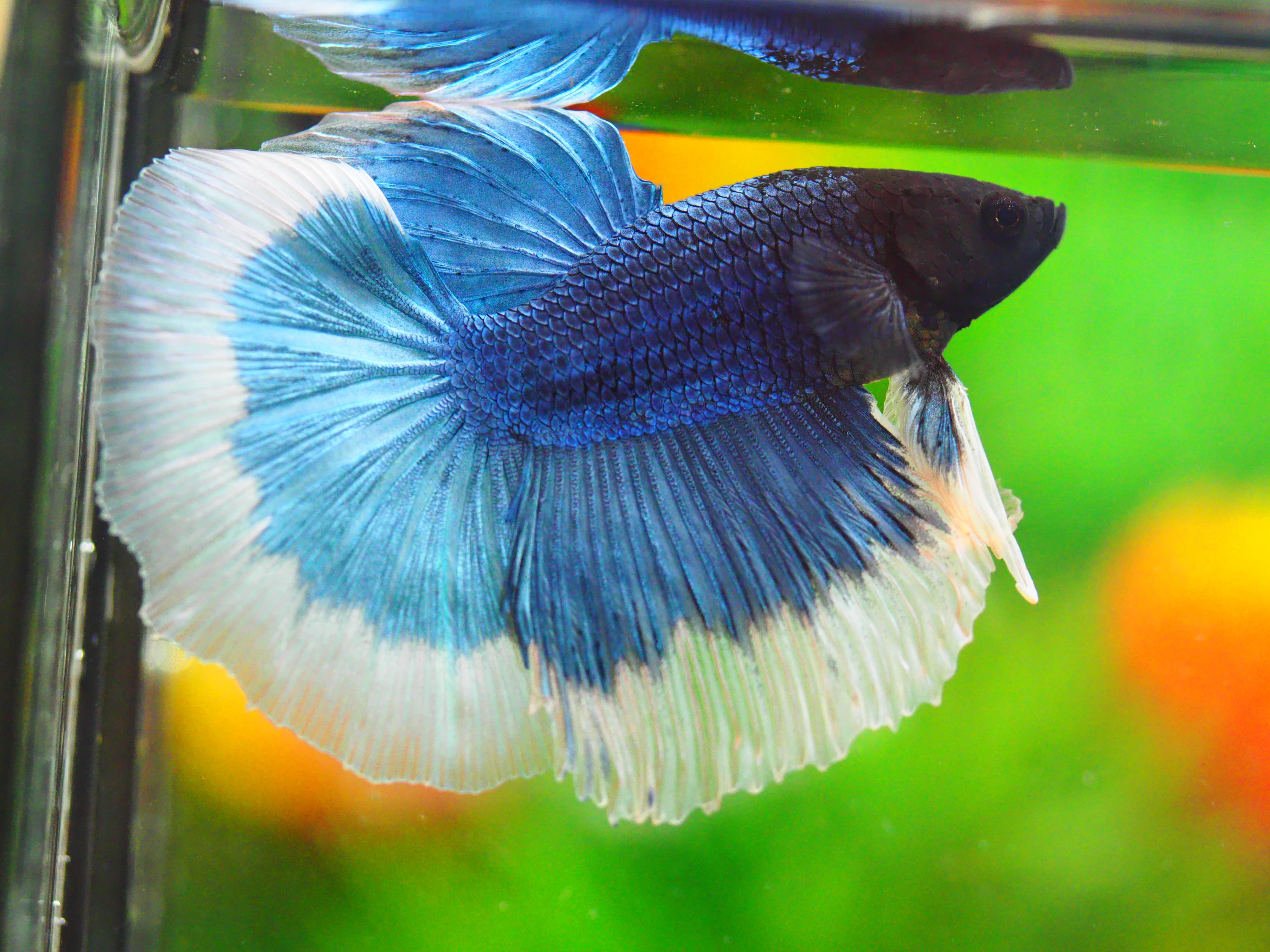 HM FANCY MALE GRADE A +++