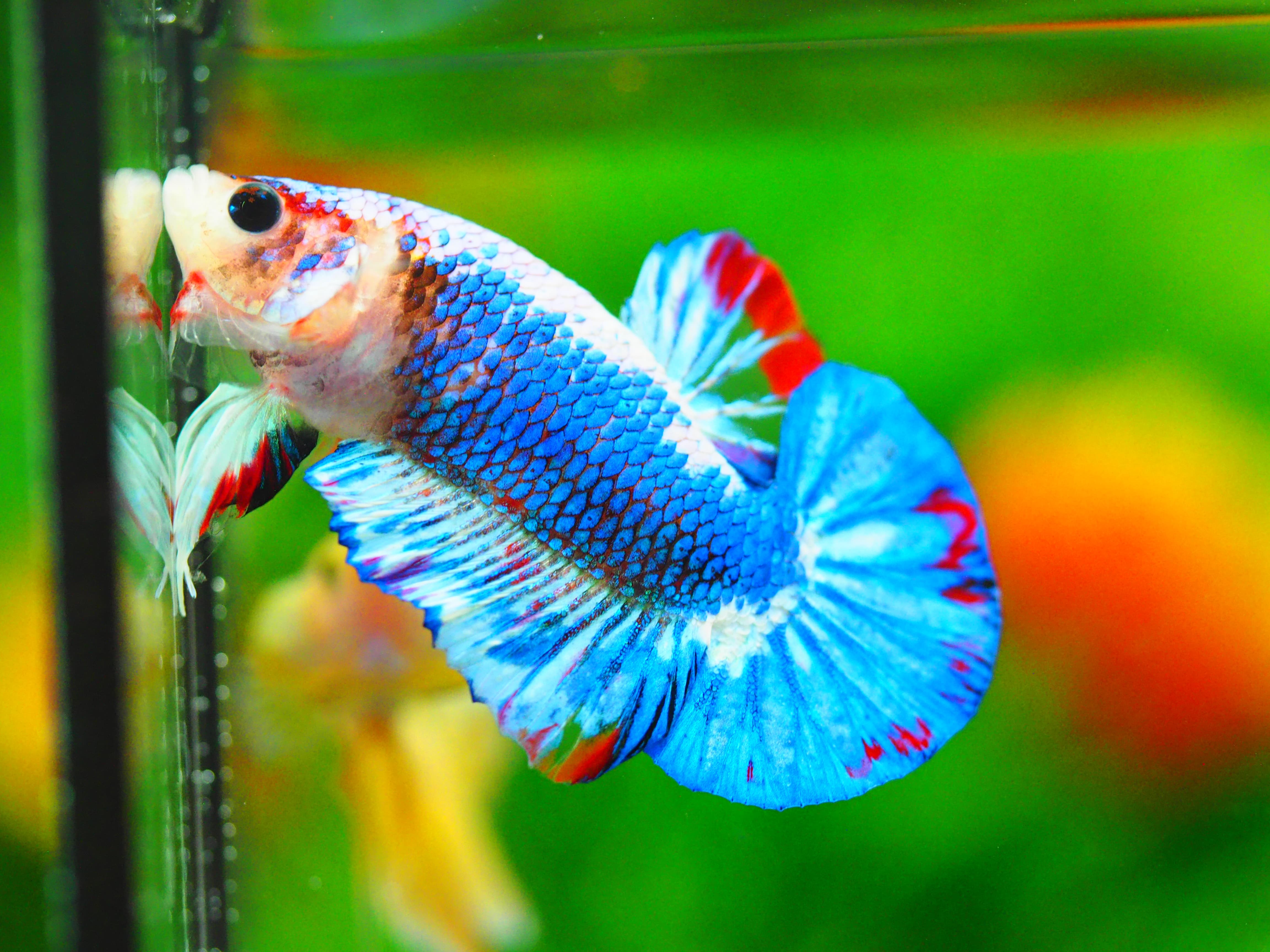 HMPK FANCY MALE GRADE A++