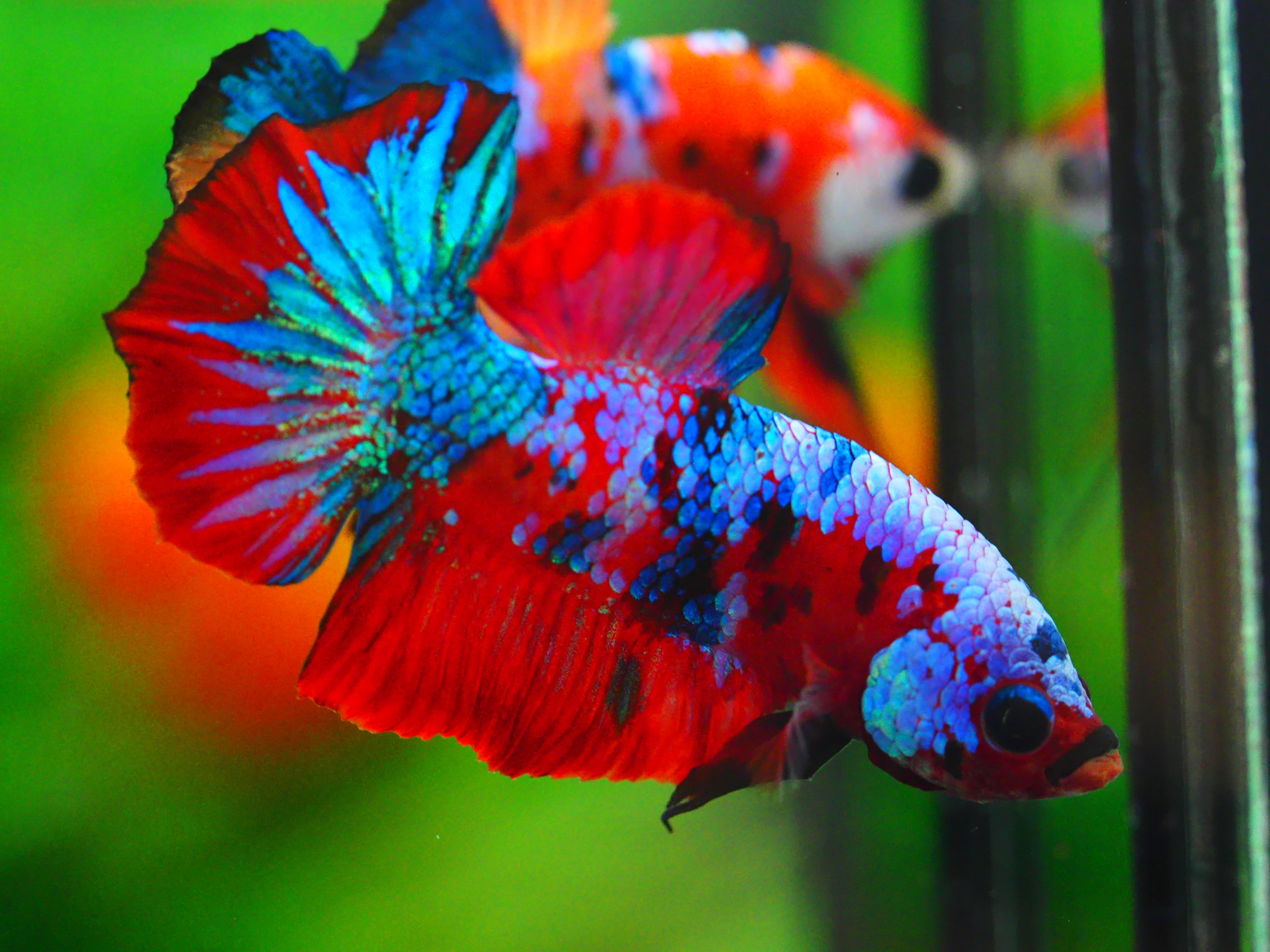 HMPK KOI GALAXY MALE GRADE A +++