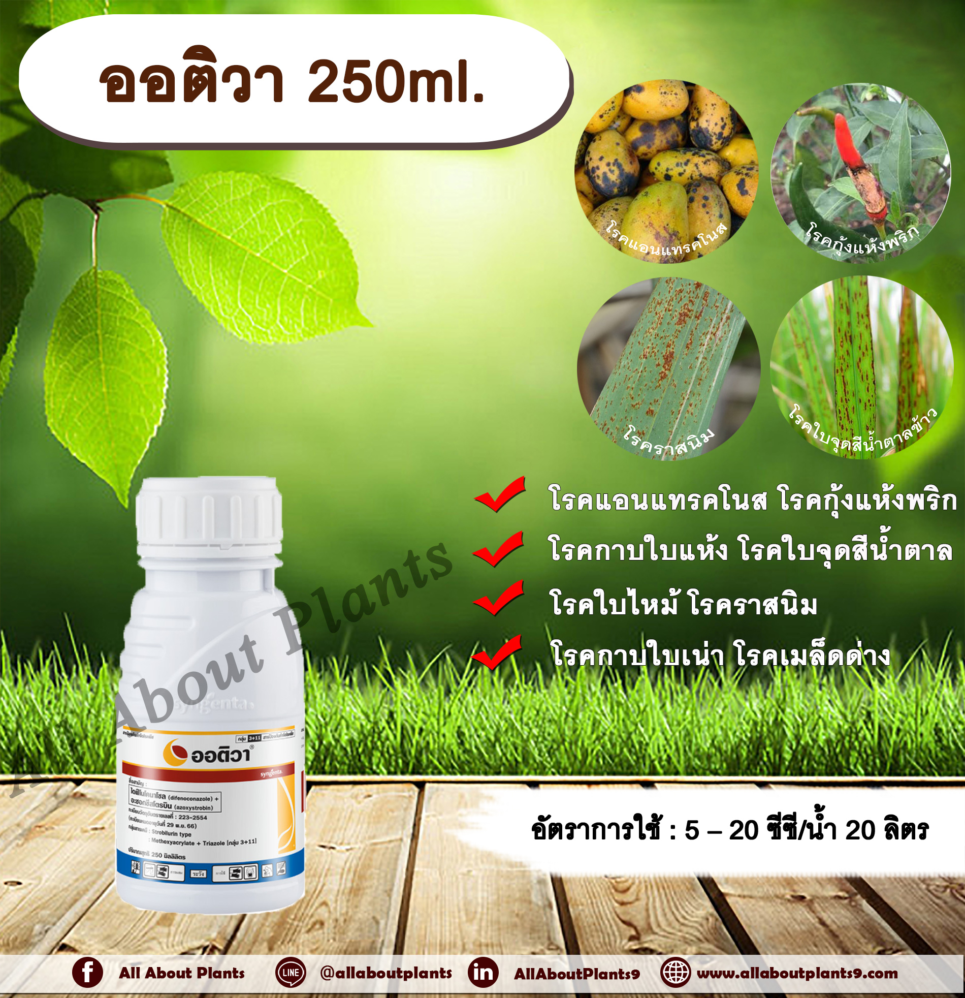 ออติวา 250ml. ไดฟีโนโคนาโซล+อะซอกซีสโตรบิน สารป้องกันกำจัดโรคพืช กำจัดเชื้อรา โรคกาบใบแห้ง โรคกาบใบเน่า โรคใบจุดสีน้ำตาล โรคเมล็ดด่าง โรคแอนแทคโนส โรคกุ้งแห้งพริก โรคราสนิม โรคใบไหม้ โรคใบจุด ซินเจนทา allaboutplants ชิ้น