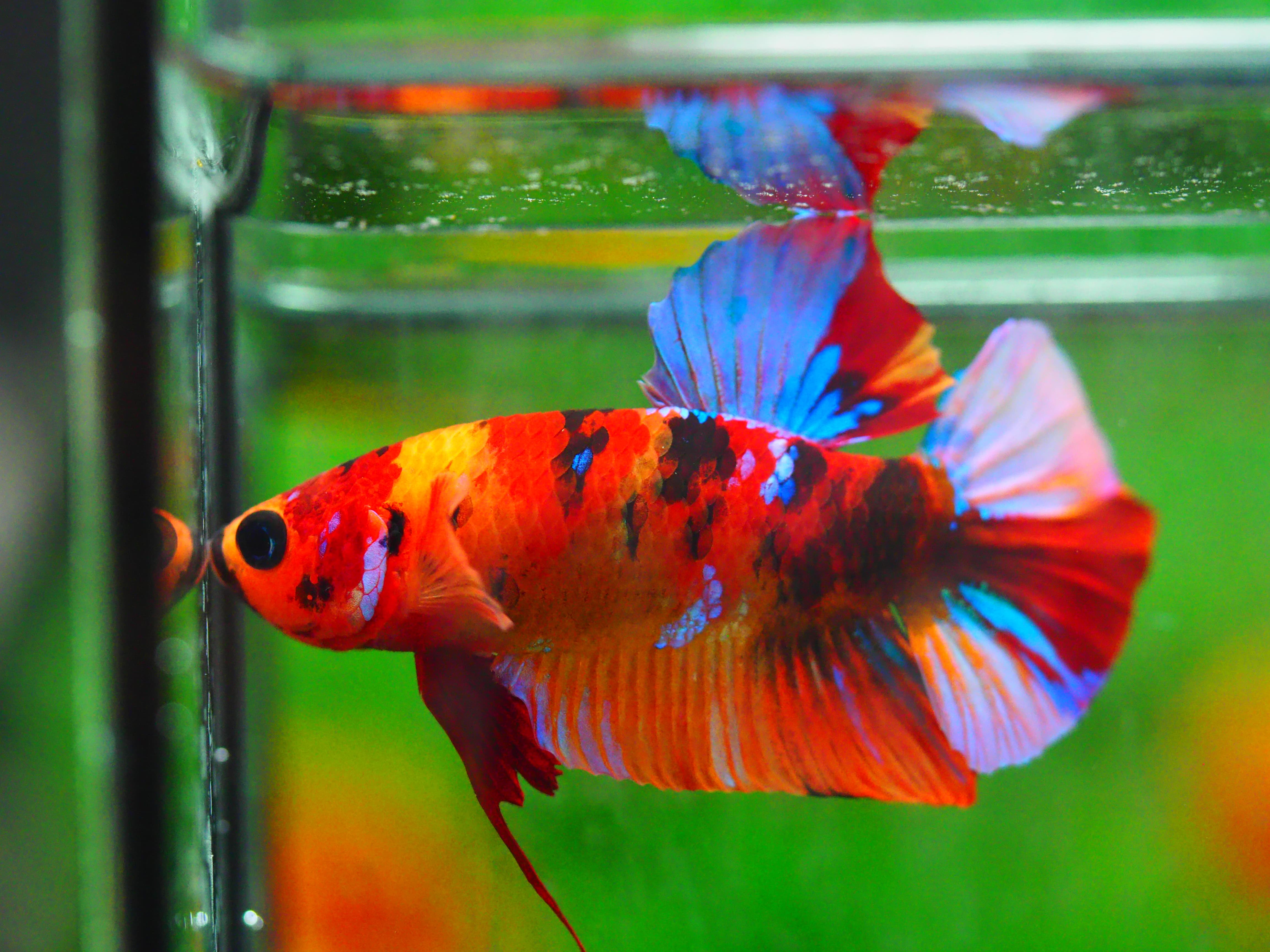 HMPK NEMO GALAXY MALE GRADE A +++