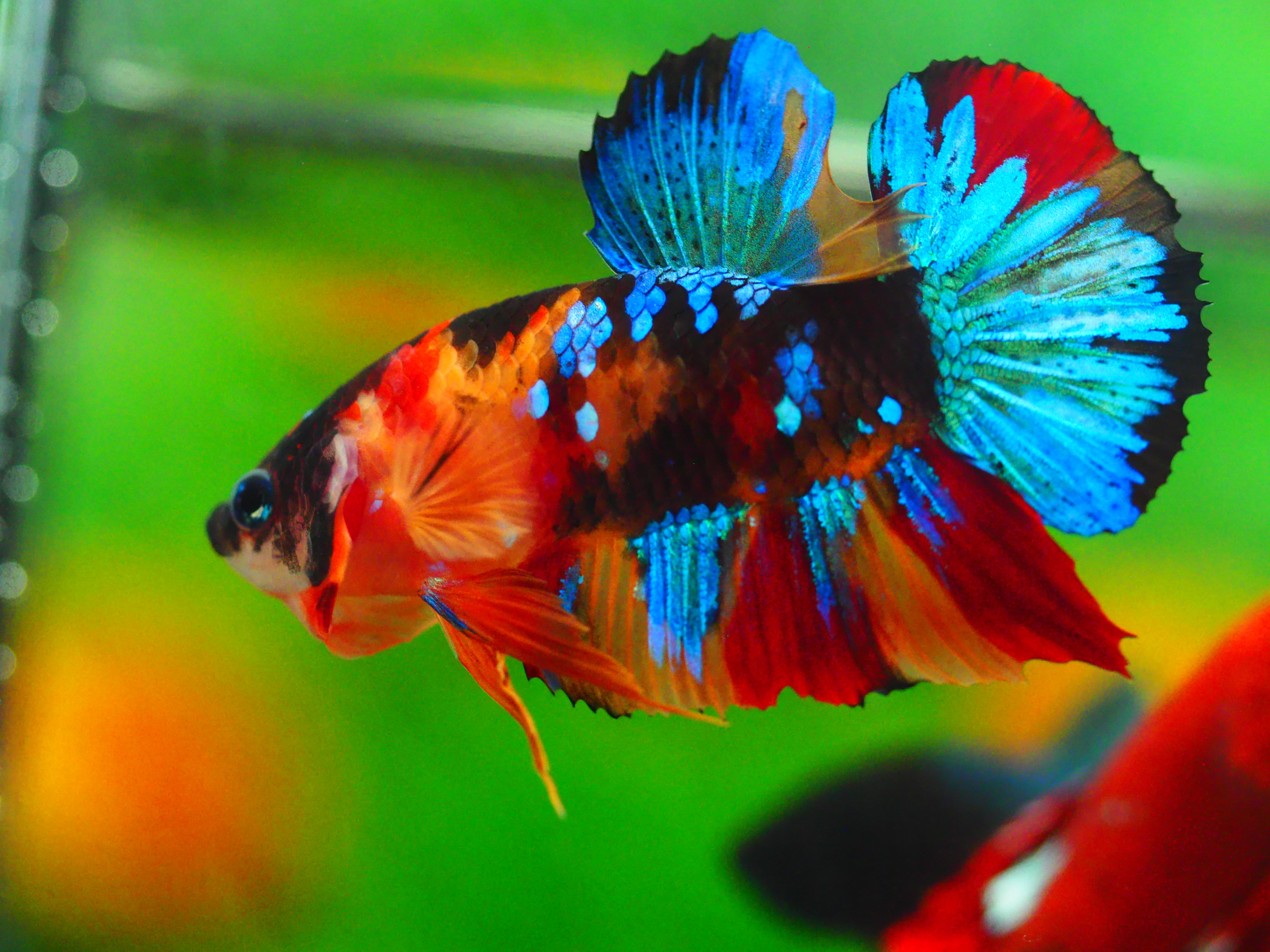 HMPK KOI GALAXY MALE GRADE A +++