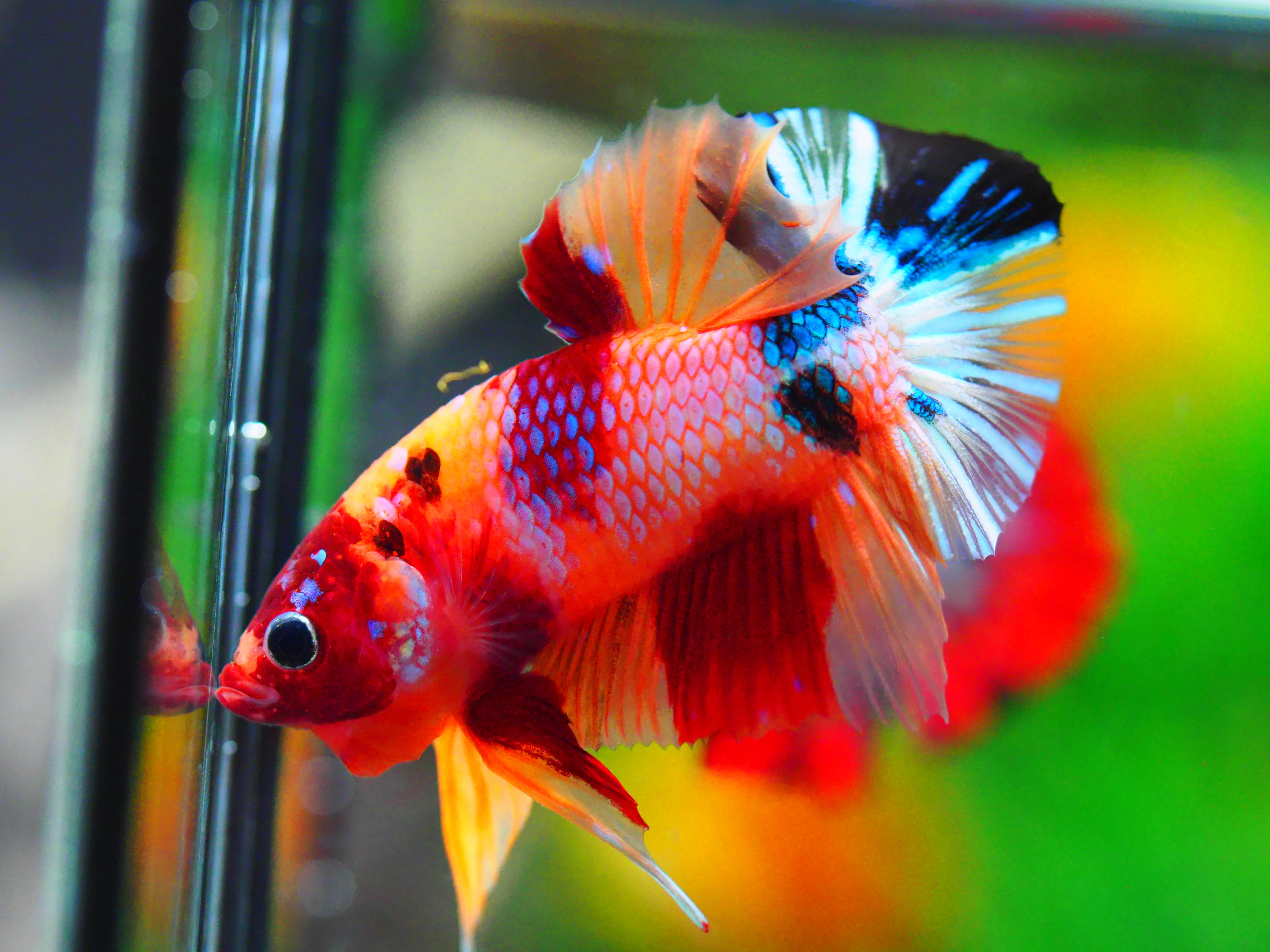 HMPK NEMO GALAXY MALE GRADE A +++