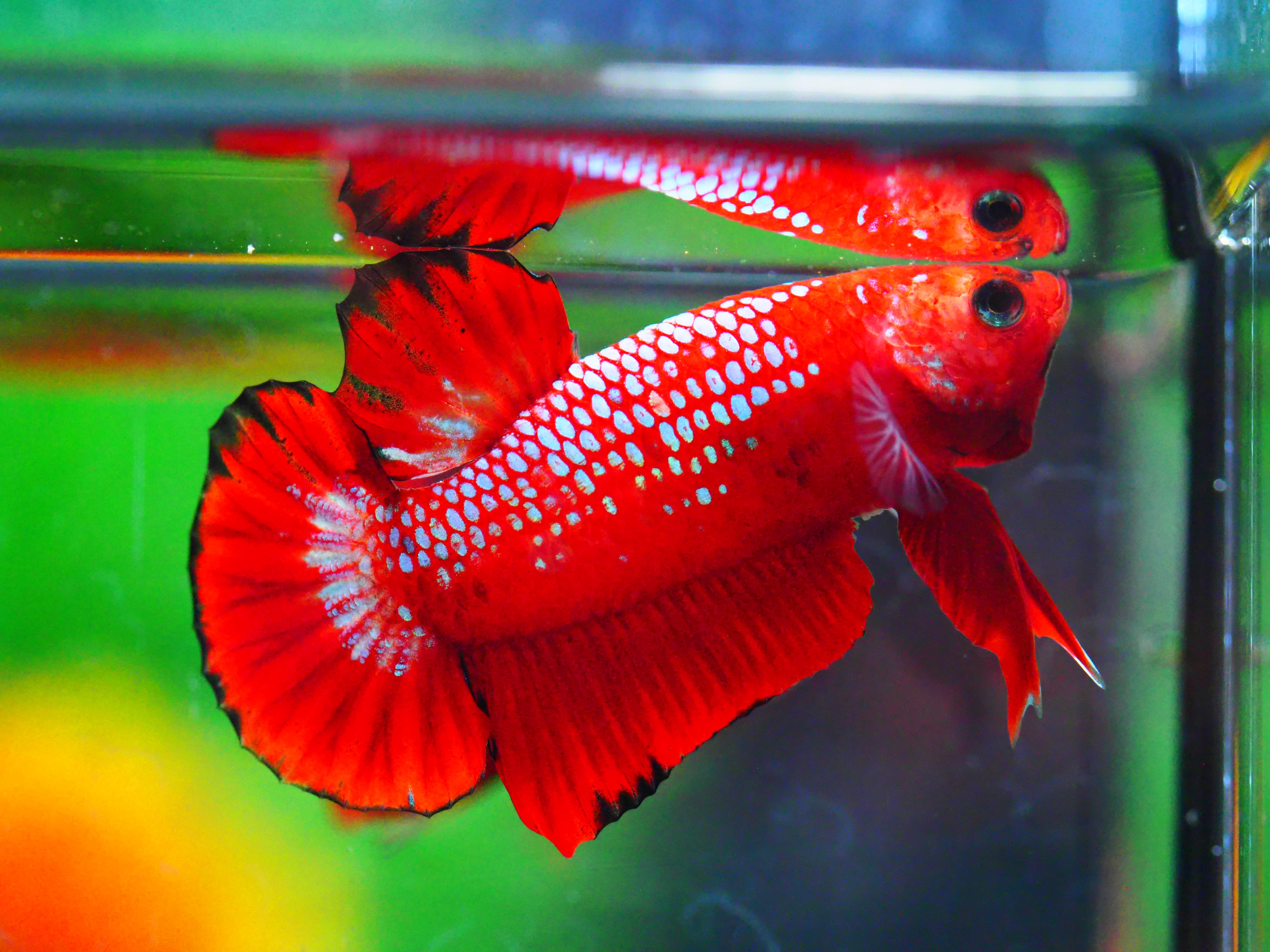 HMPK HELLBOY MALE GRADE A +++