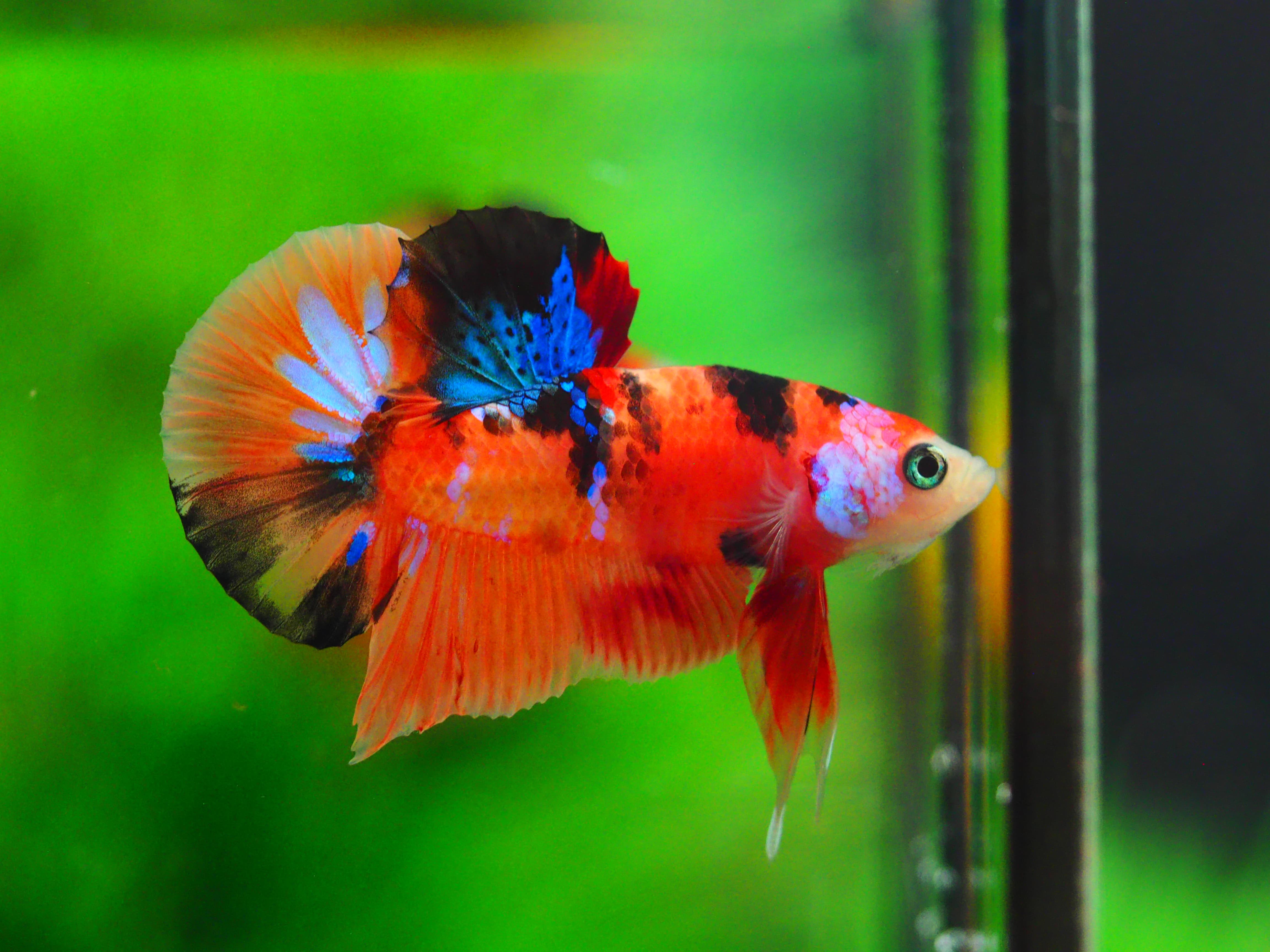 HMPK NEMO GALAXY MALE GRADE A++