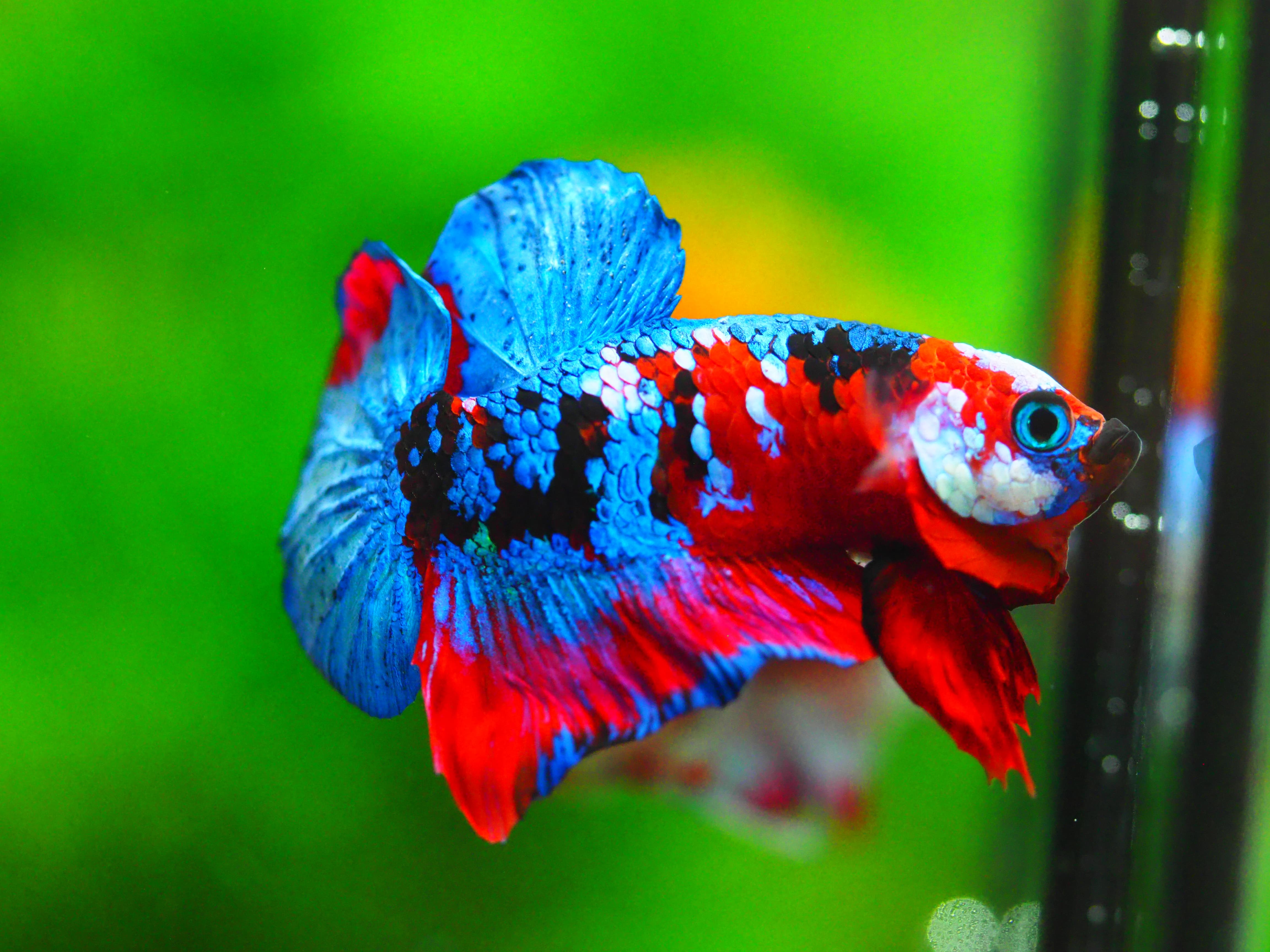 HMPK KOI GALAXY MALE GRADE A +++