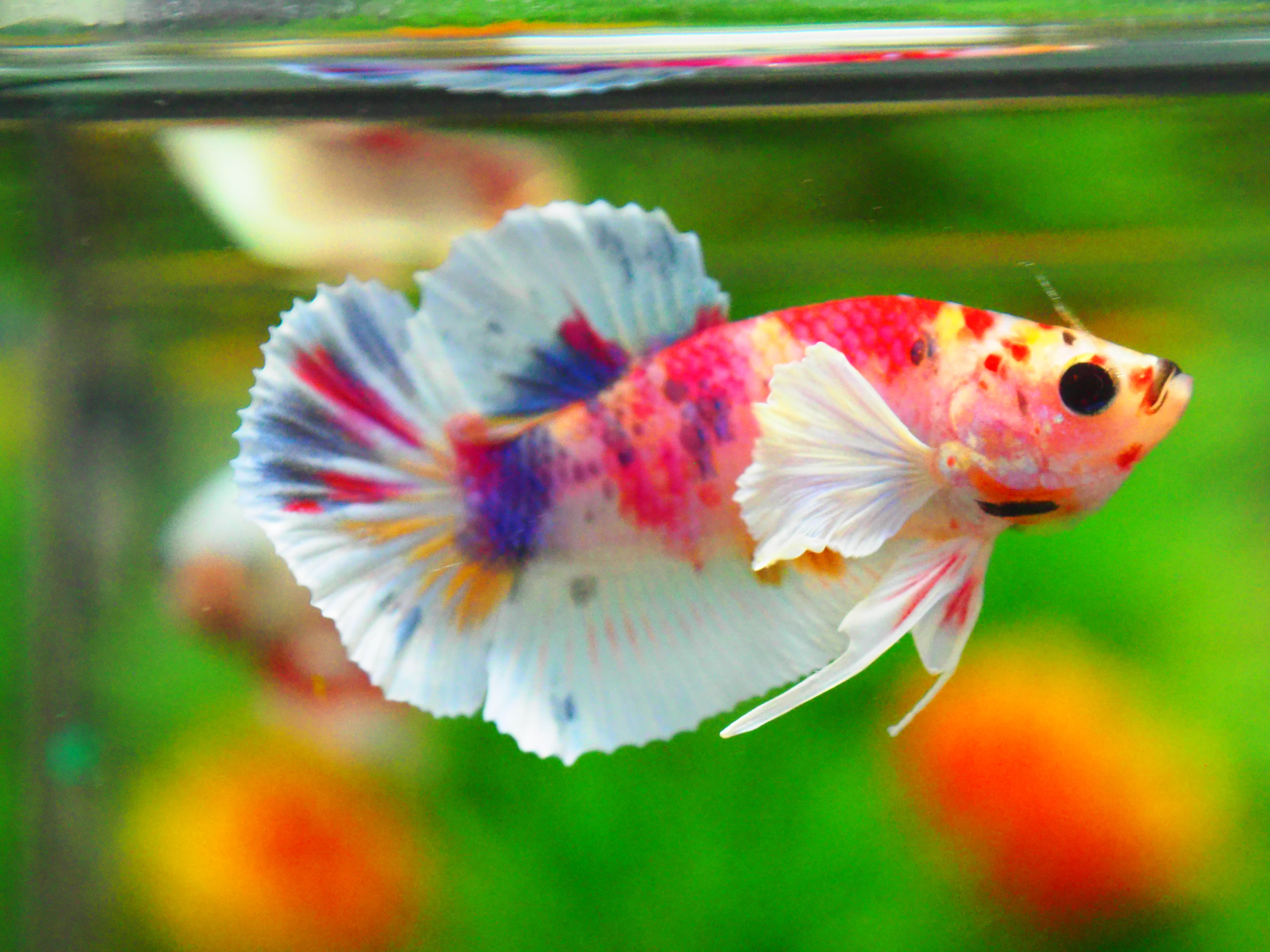 HMPK DUMBO MALE GRADE A +++