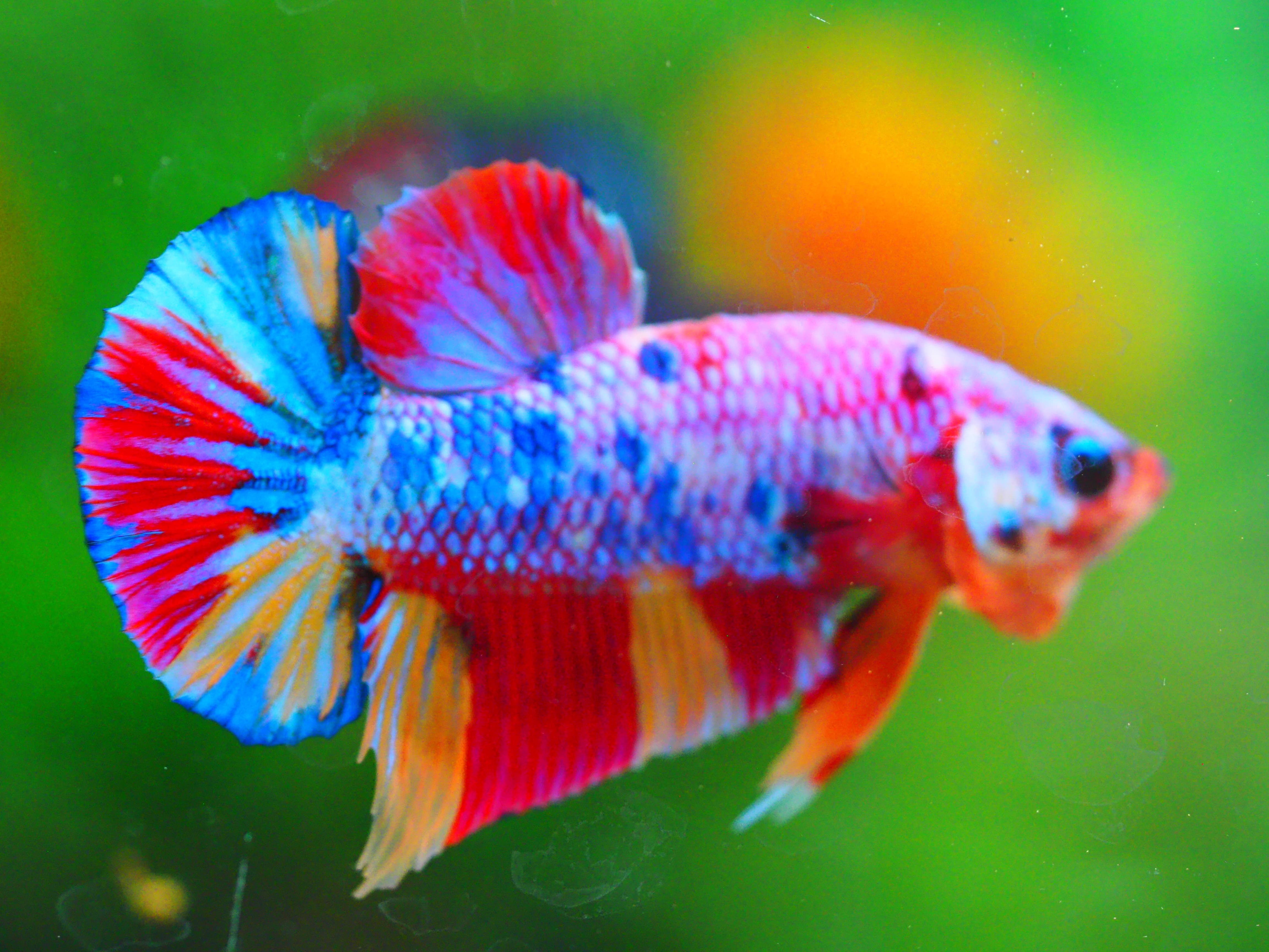 HMPK CANDY MALE GRADE A +++