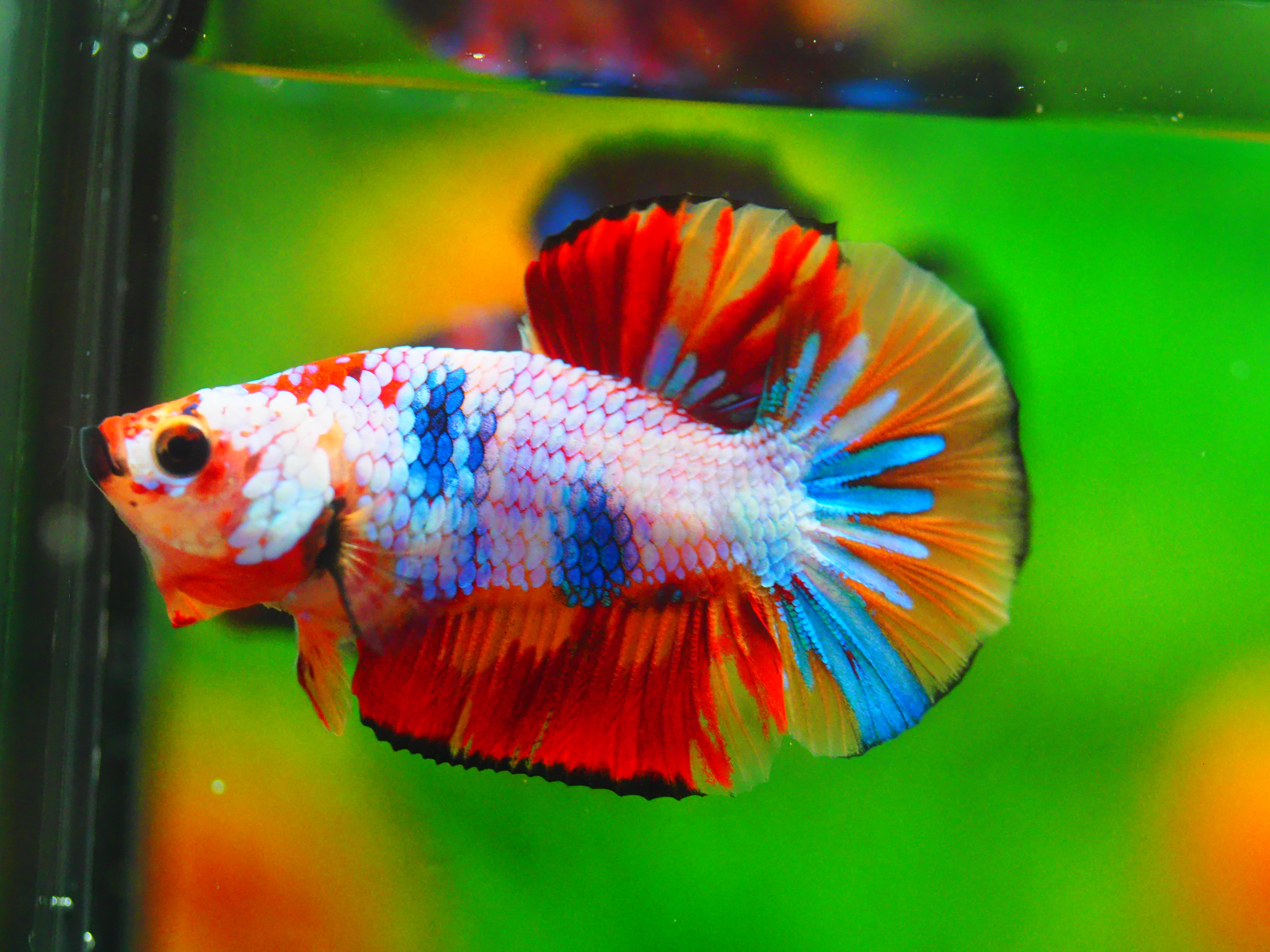 HMPK NEMO MALE GRADE A +++