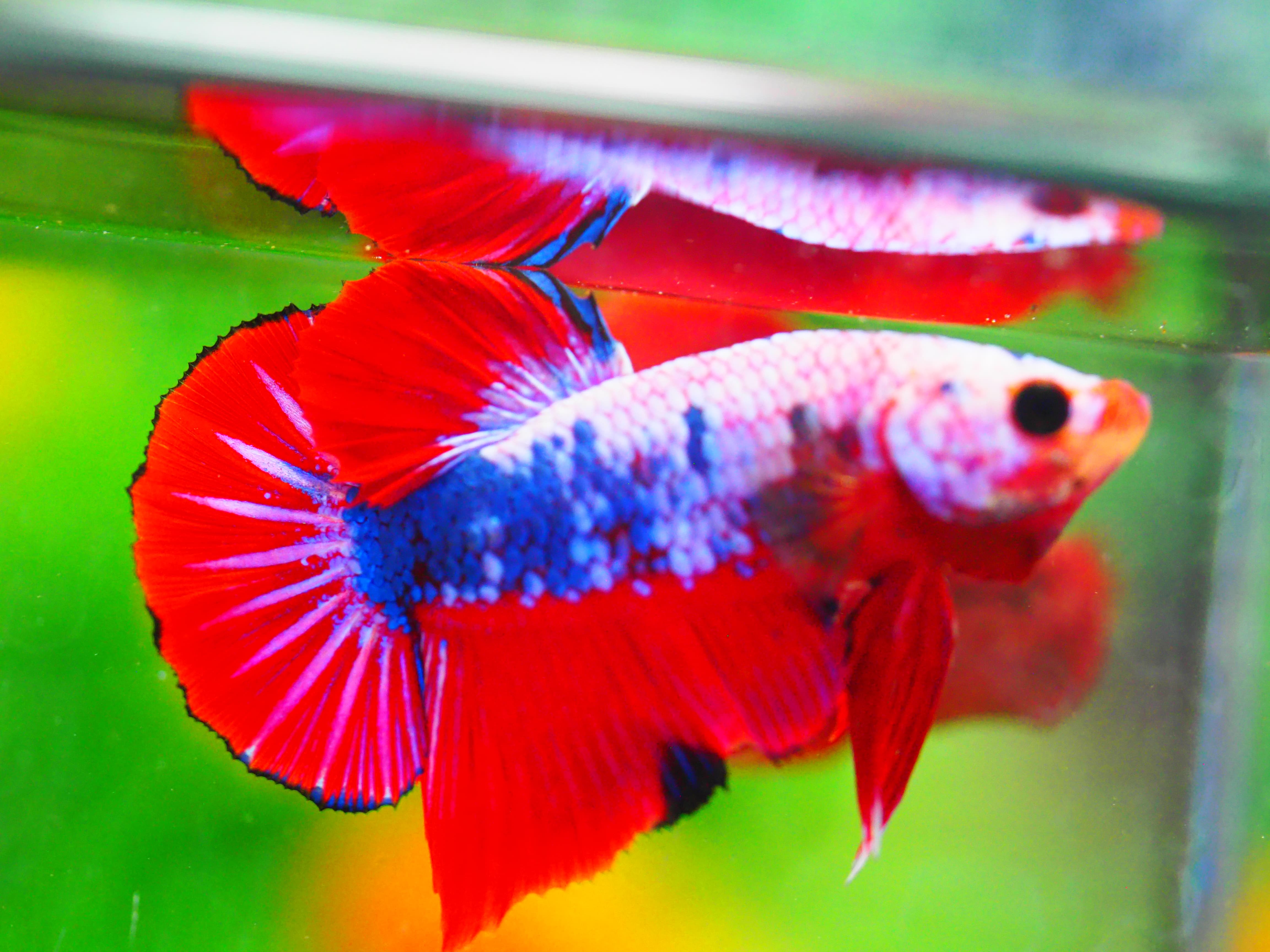 HMPK FANCY MALE GRADE A +++