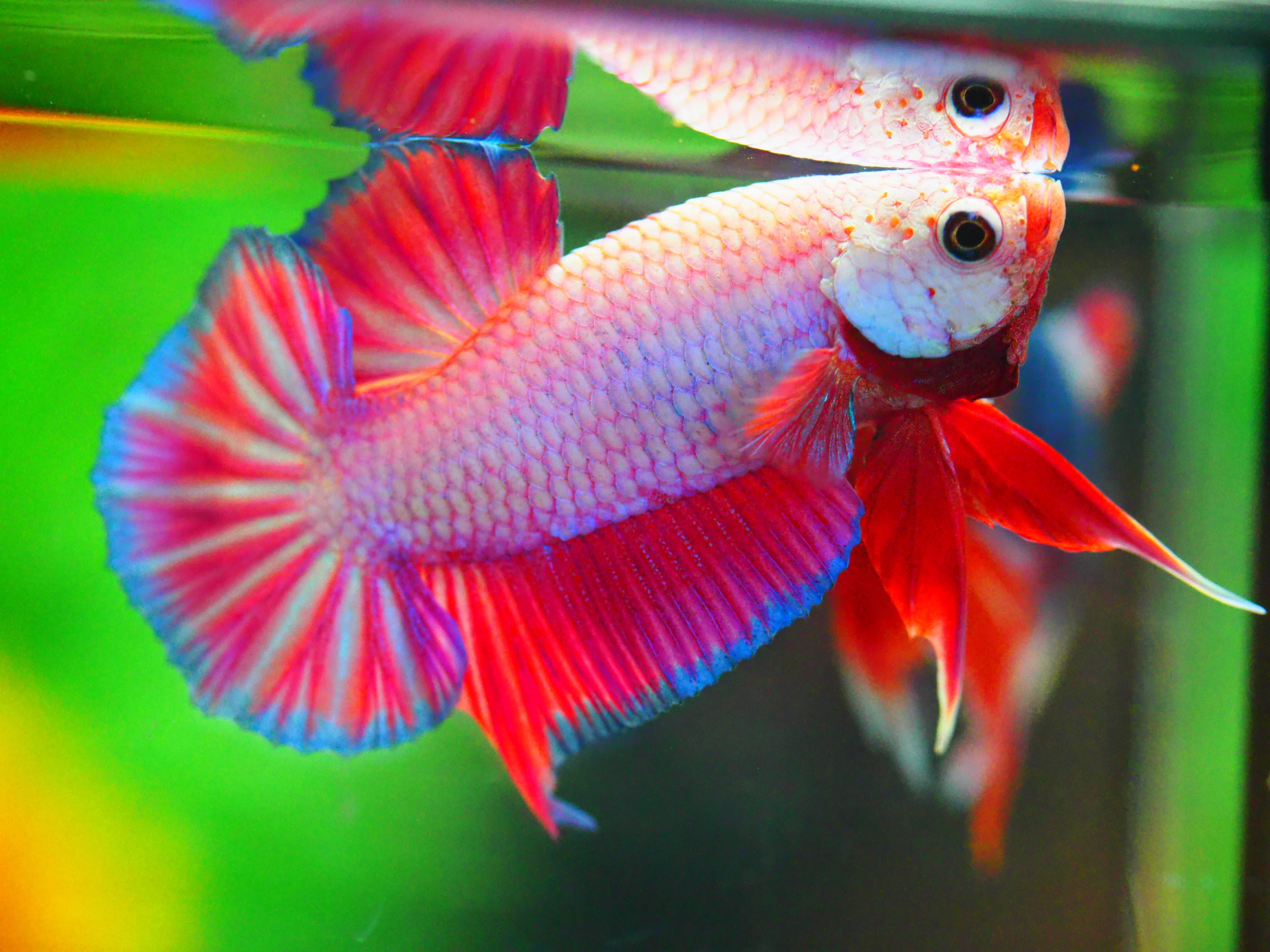 HMPK FANCY MALE GRADE A +++