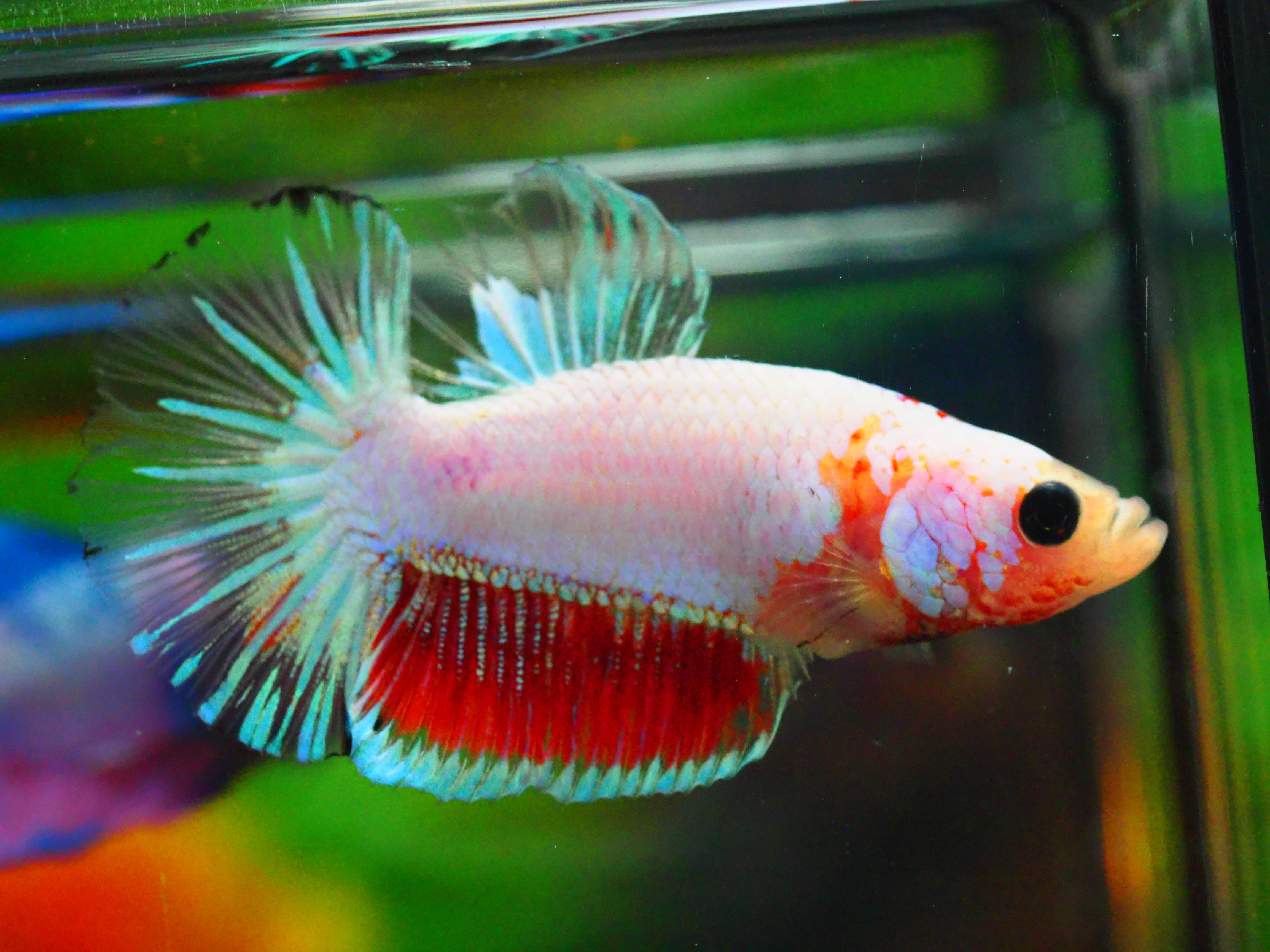 HMPK FANCY MALE ไม่มีตะเกียบ