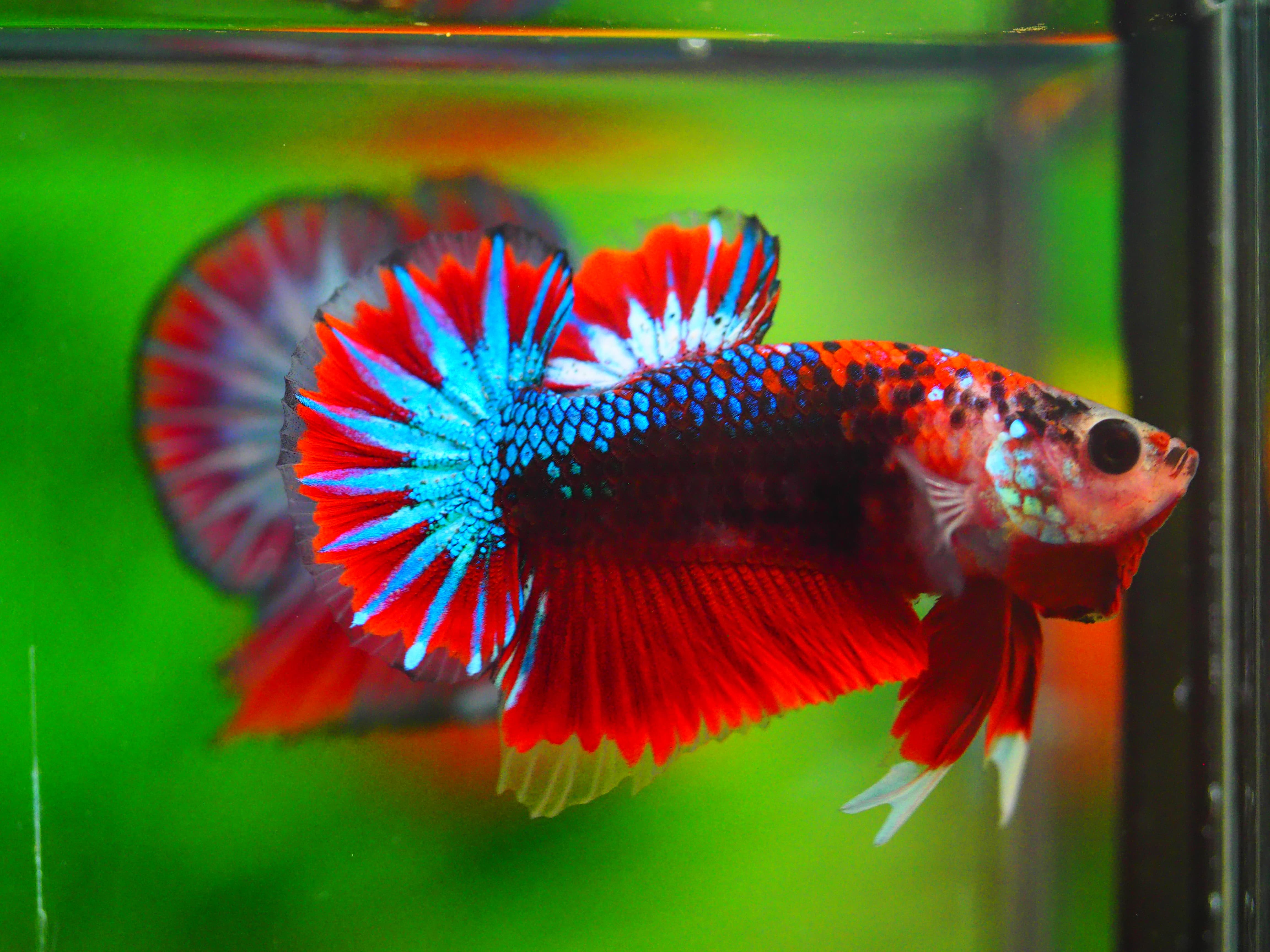 HMPK FANCY MALE GRADE A +++