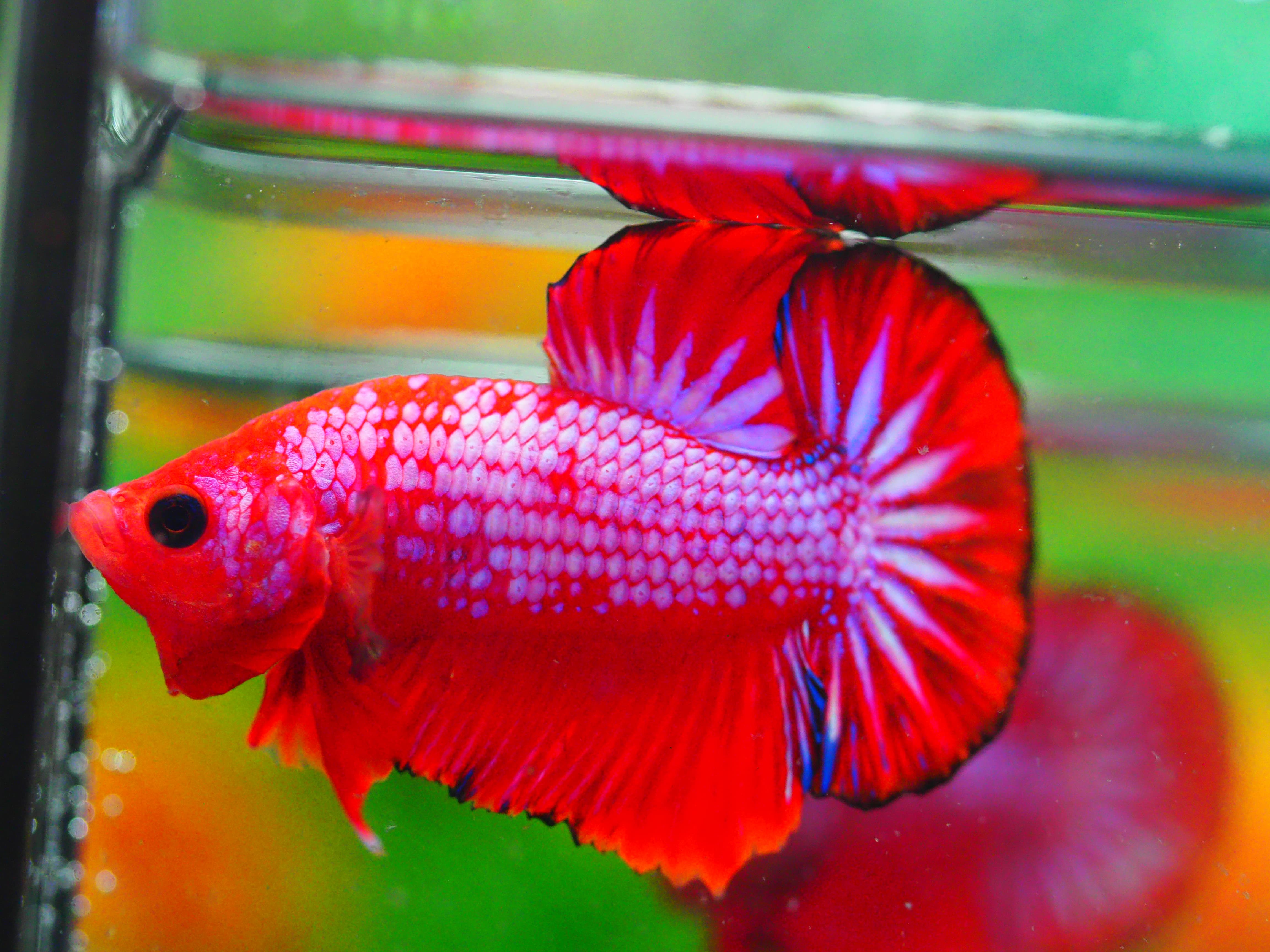 HMPK FANCY MALE GRADE A +++