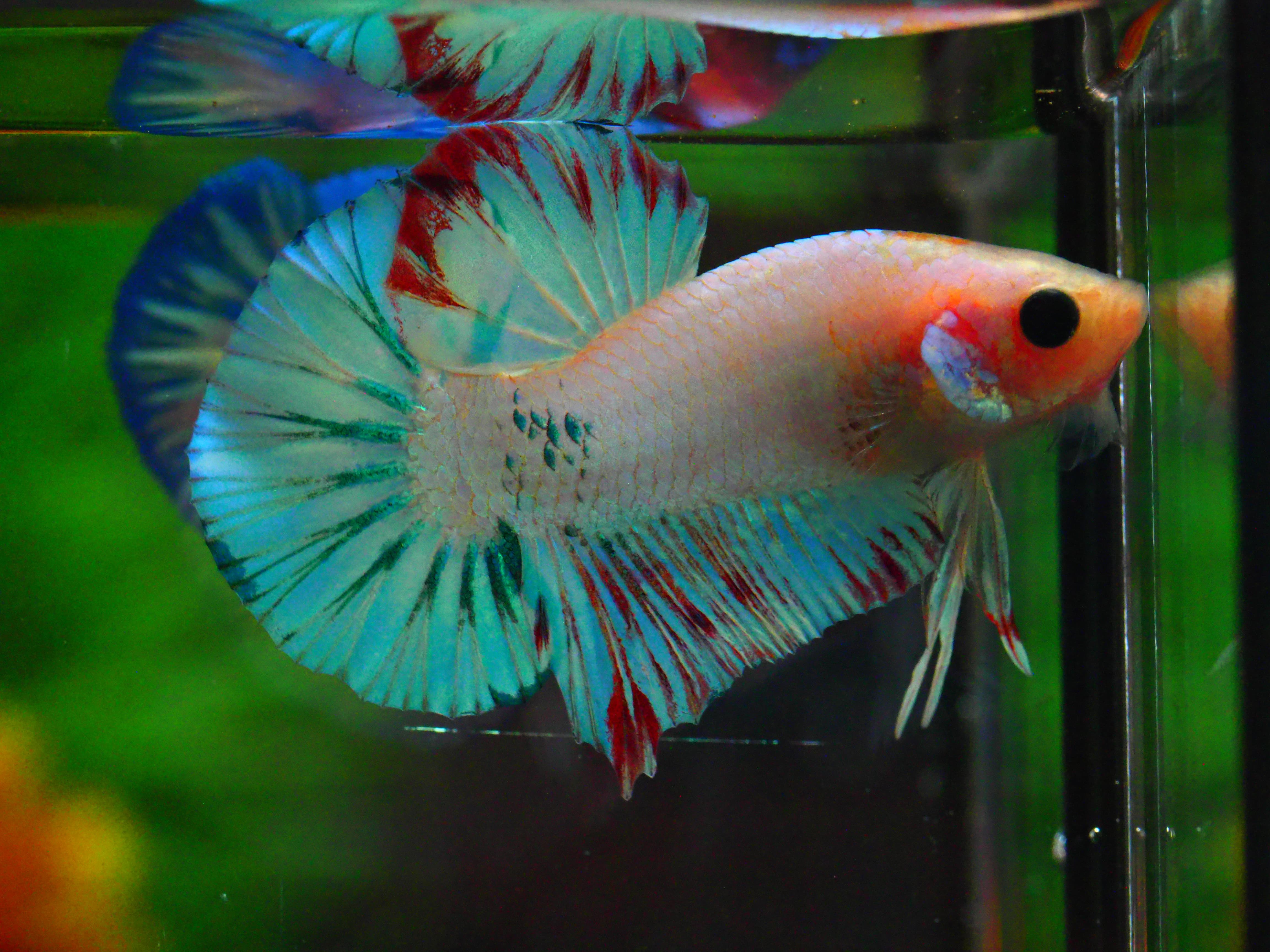 HMPK FANCY MALE GRADE A +++