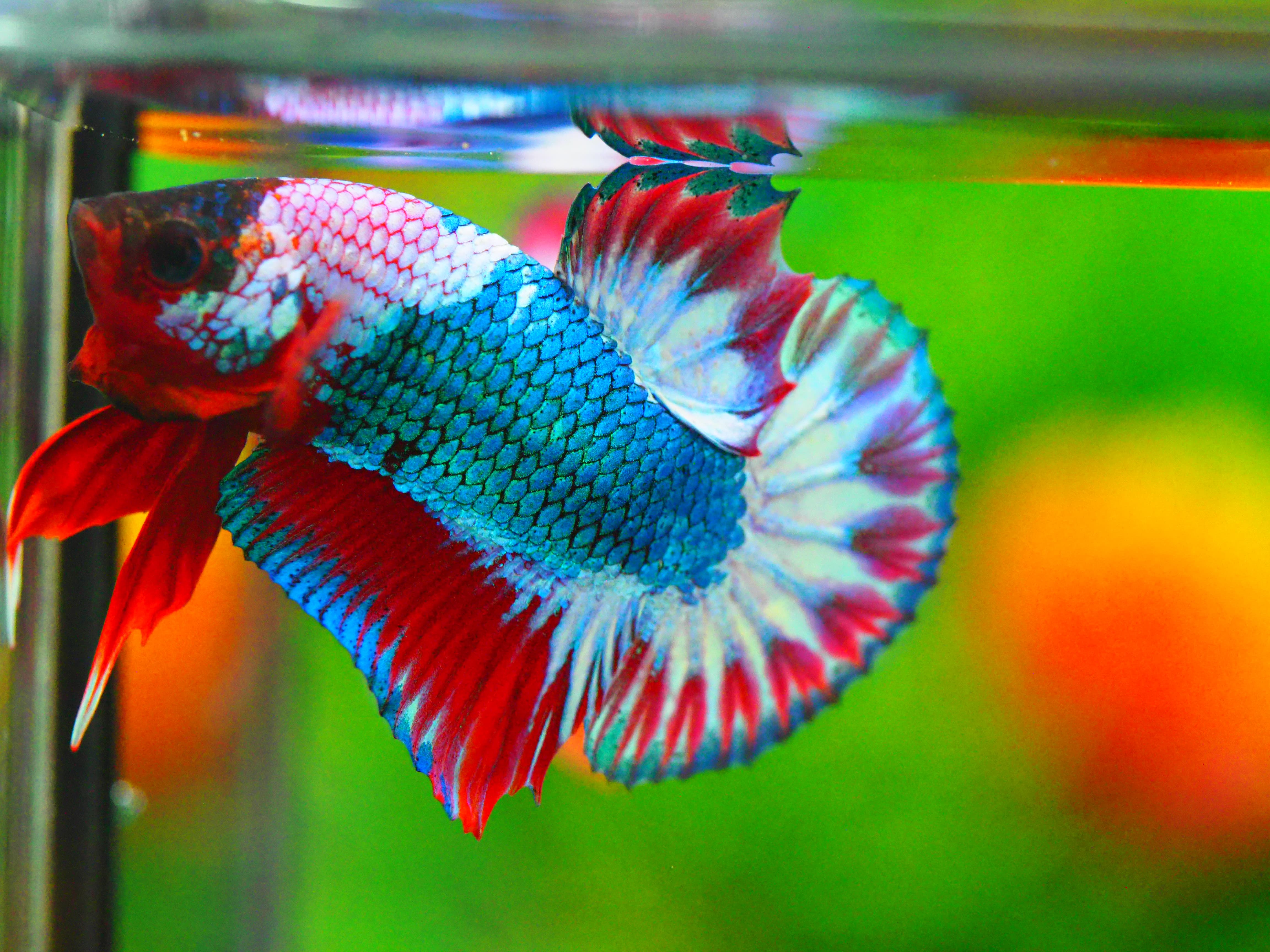 HMPK FANCY MALE GRADE A +++