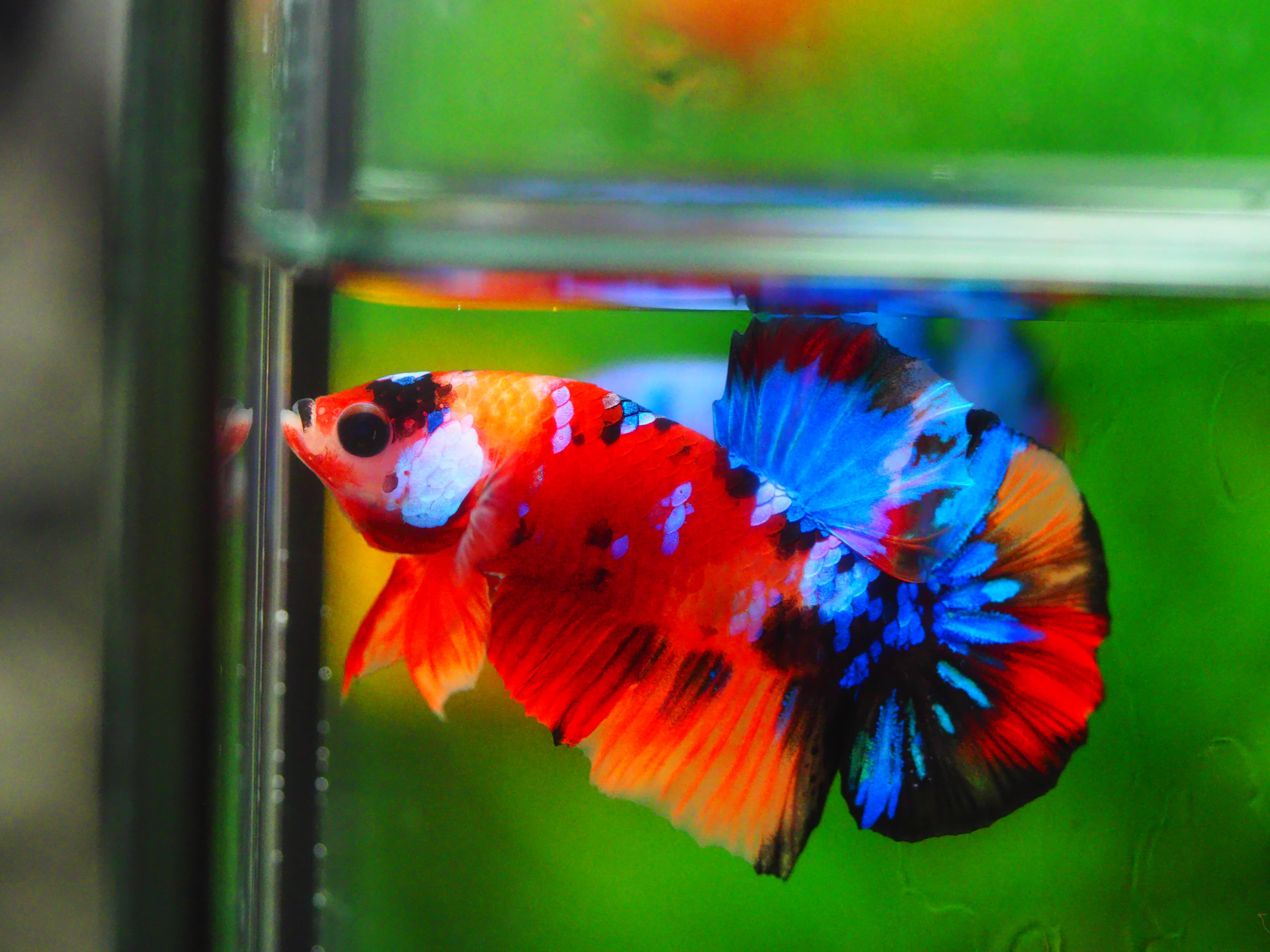 HMPK KOI GALAXY MALE GRADE A +++