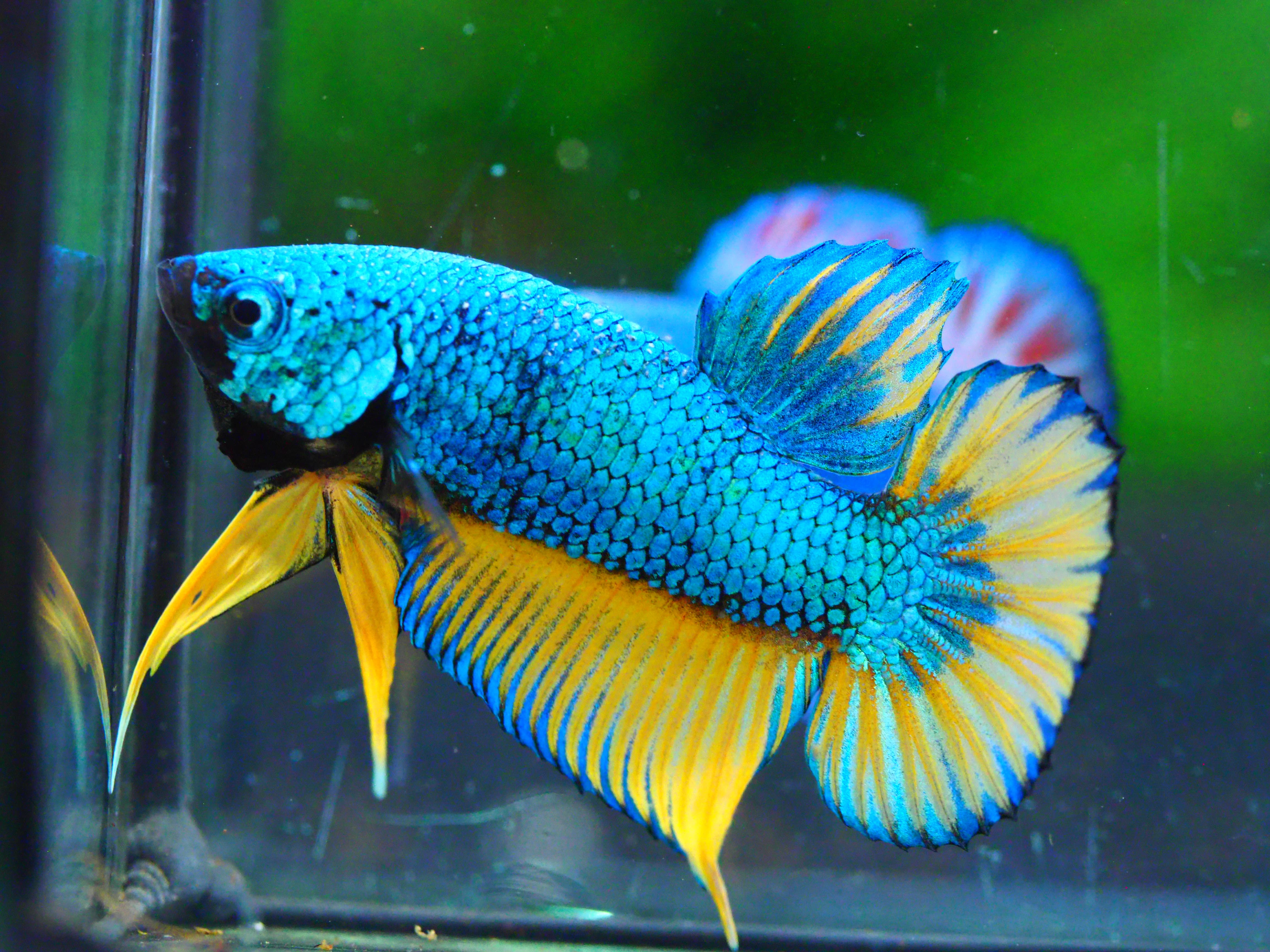 HMPK FANCY MALE GRADE A +++