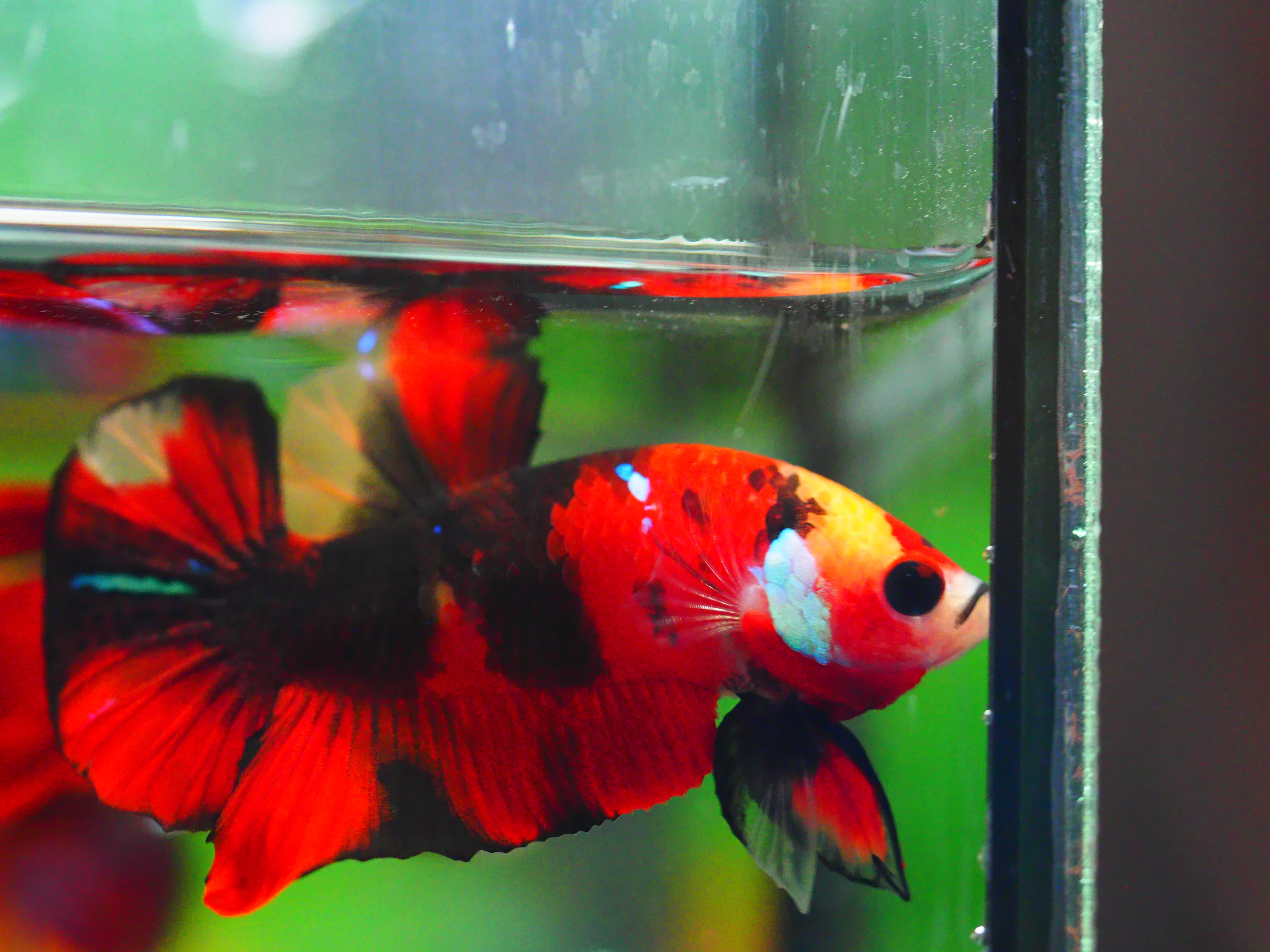 HMPK KOI GALAXY MALE GRADE A +++