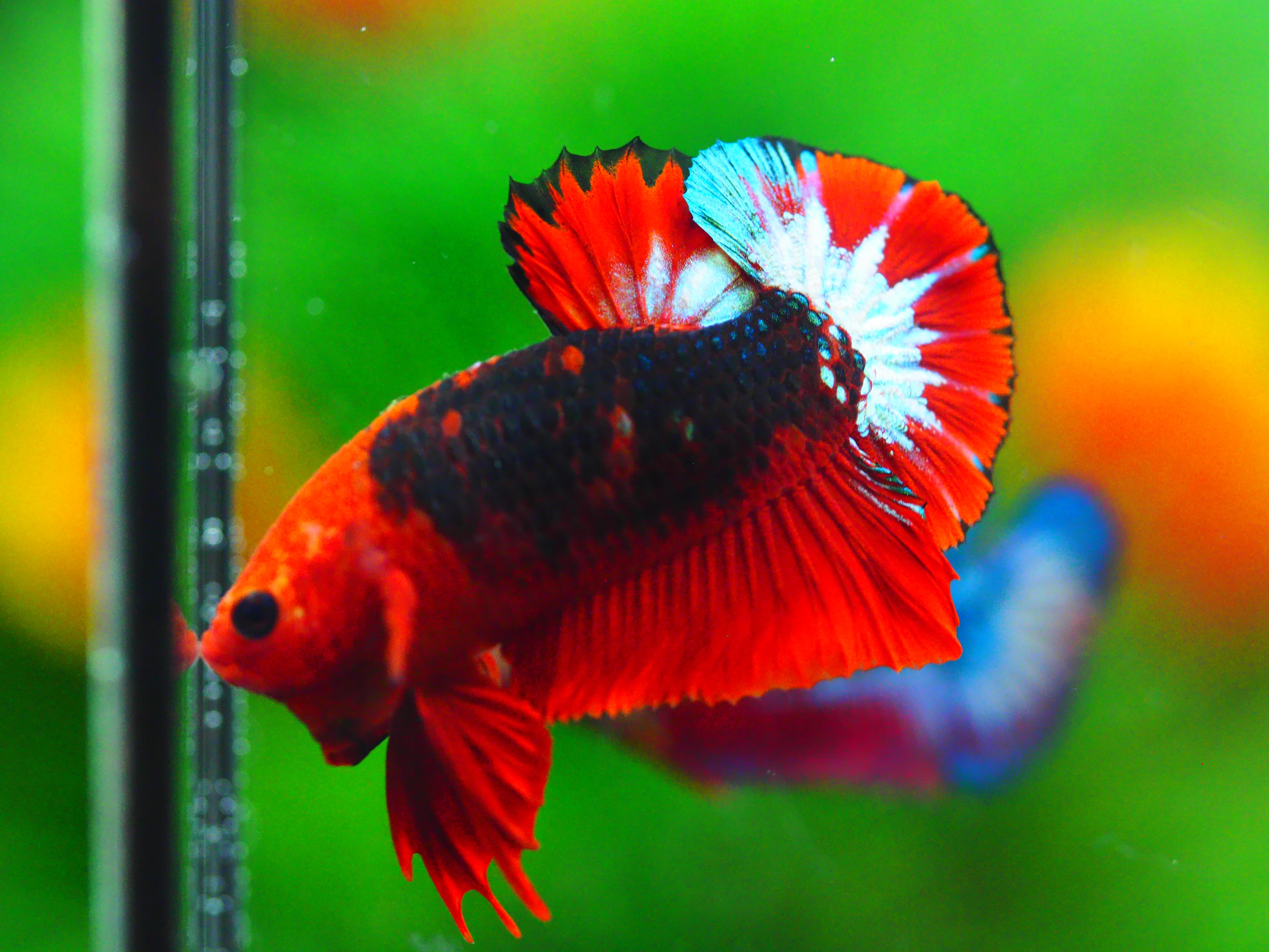 HMPK FANCY MALE GRADE A +++